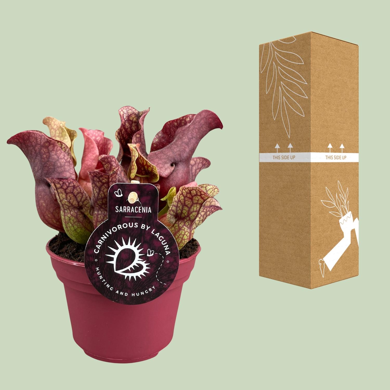Sarracenia (13900)