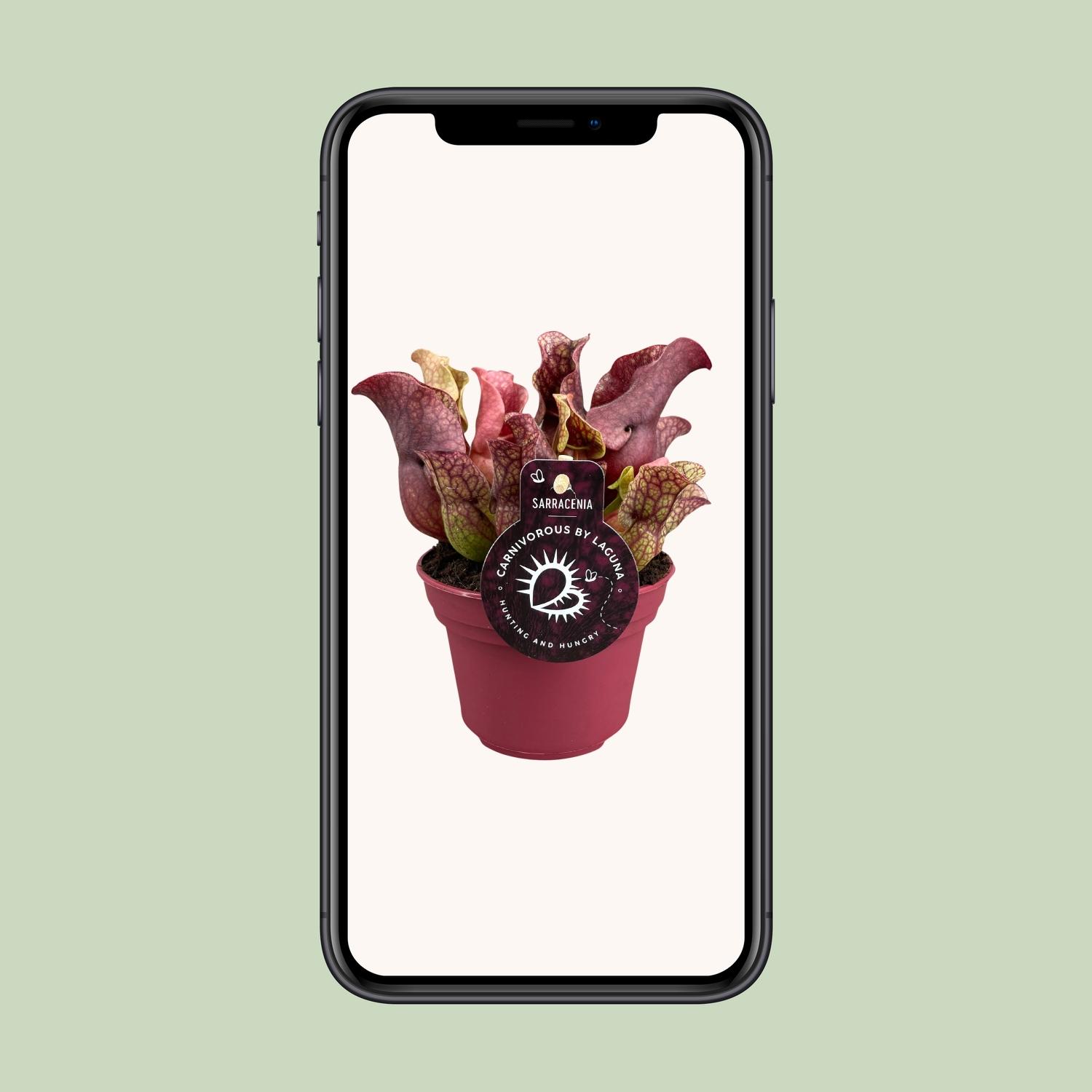 Sarracenia (13900)