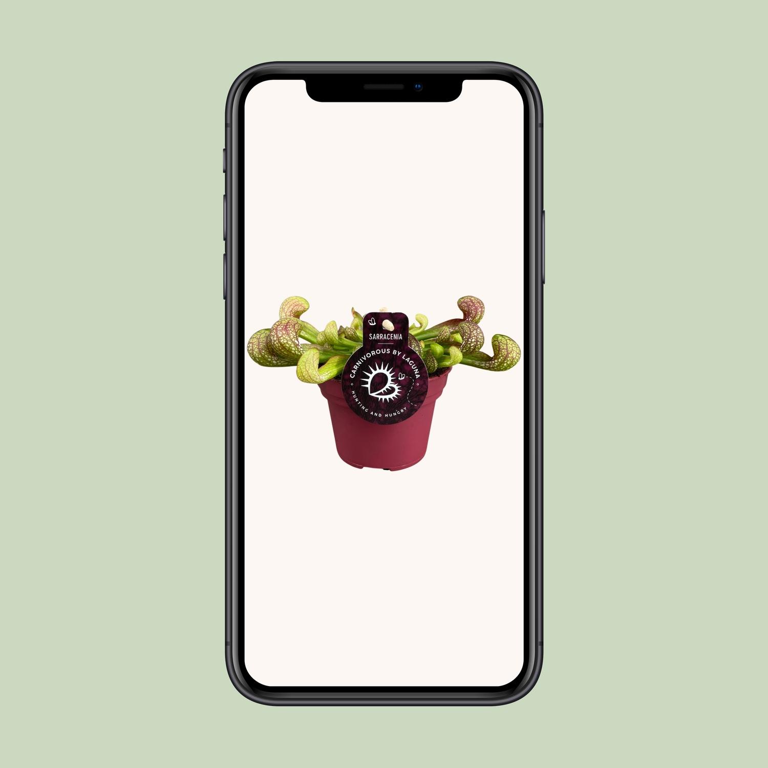Sarracenia Psittacina (13928)