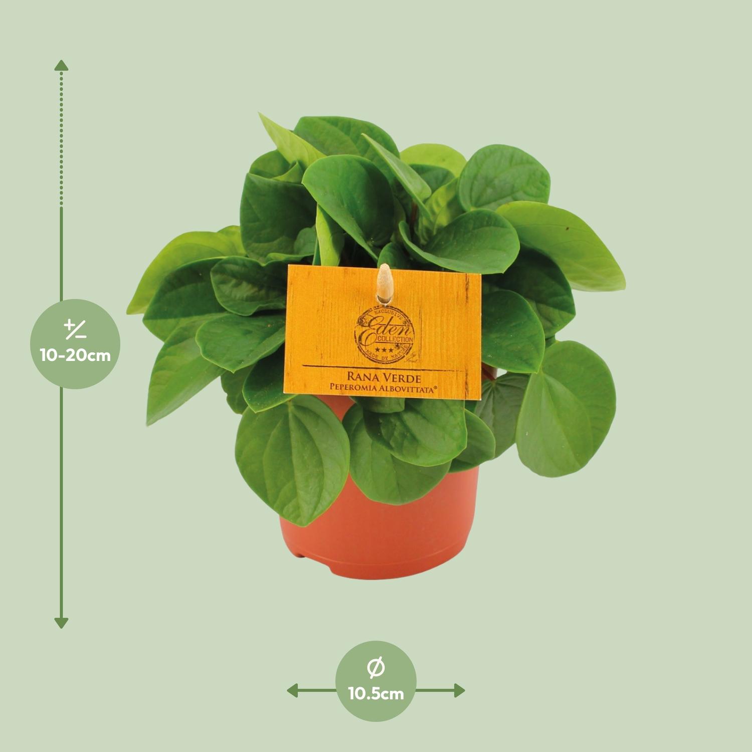 Peperomia Rana Verde (12822)