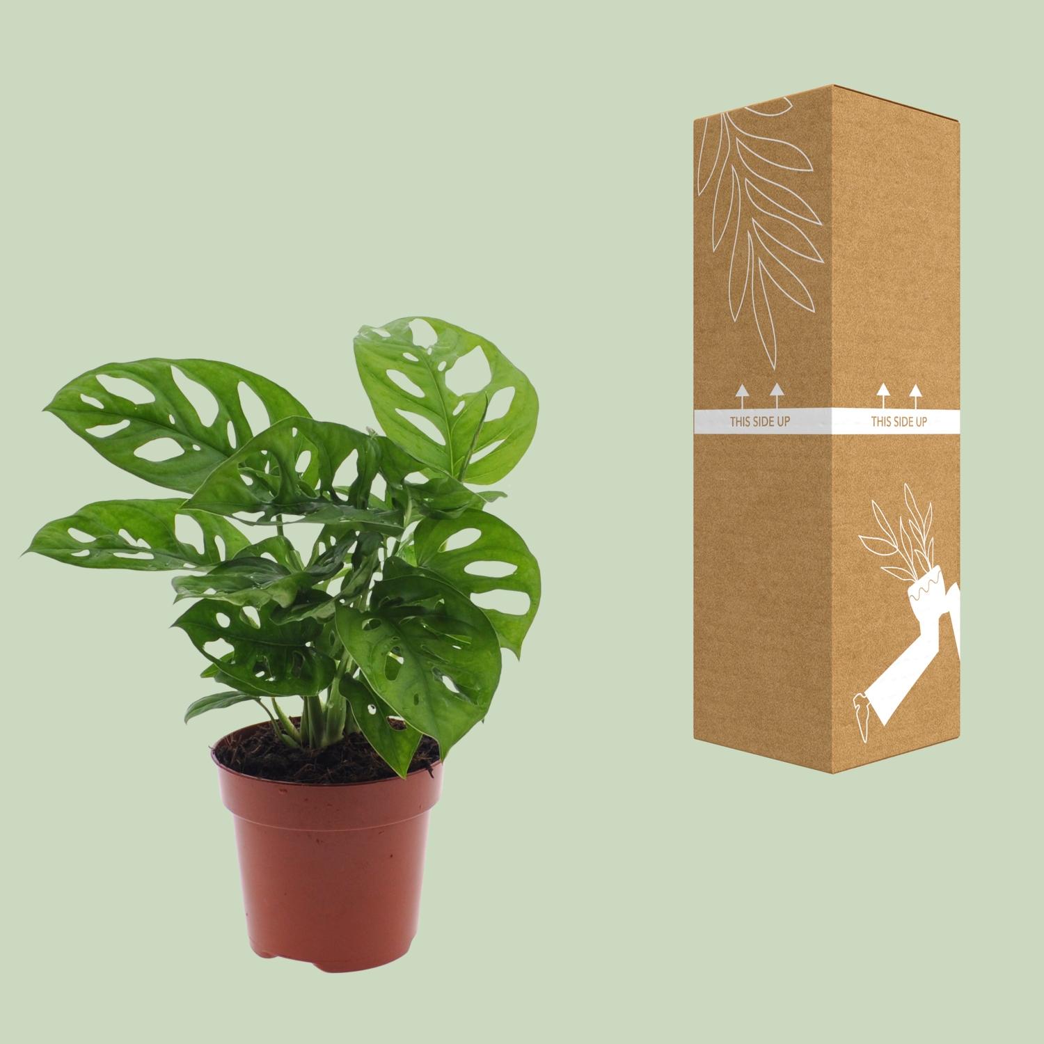Monstera Monkey Leaf (Gatenplant) (8720634285452)