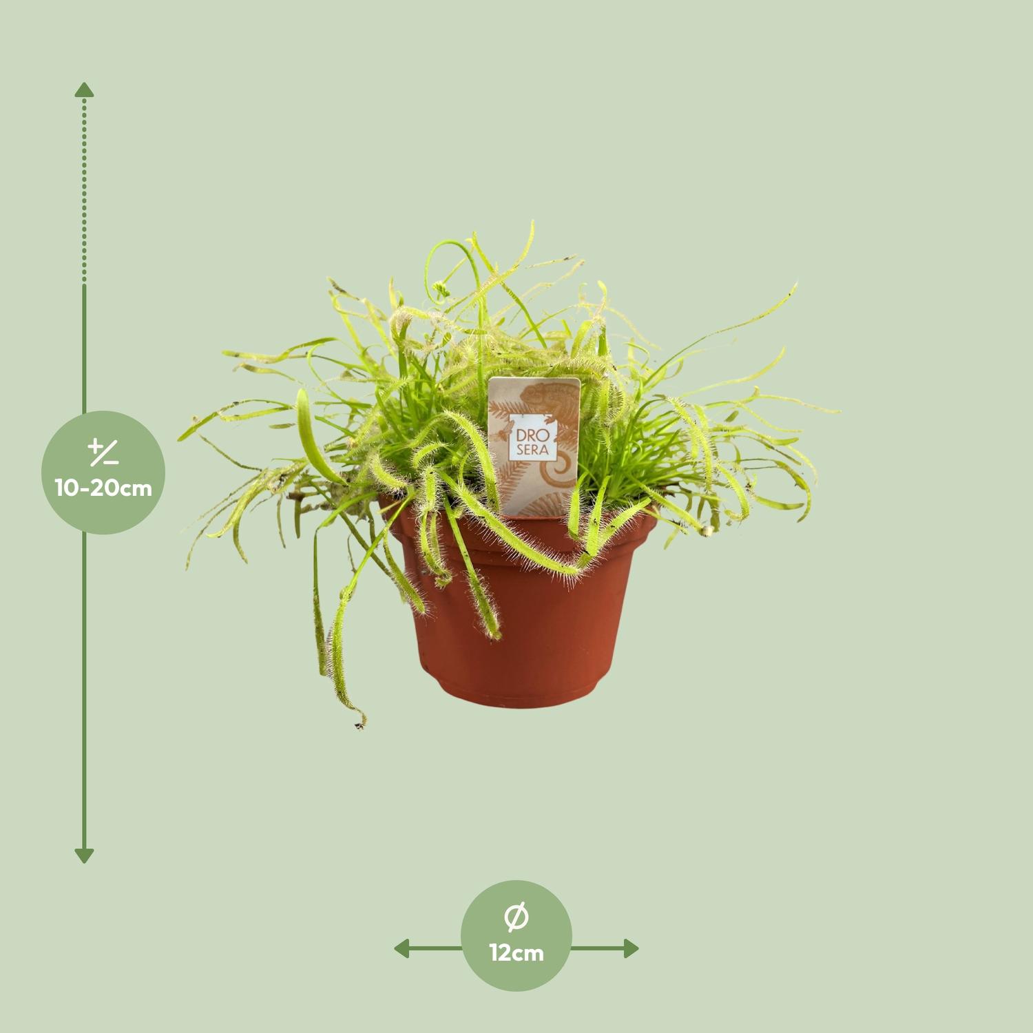 Drosera Capensis (16159)