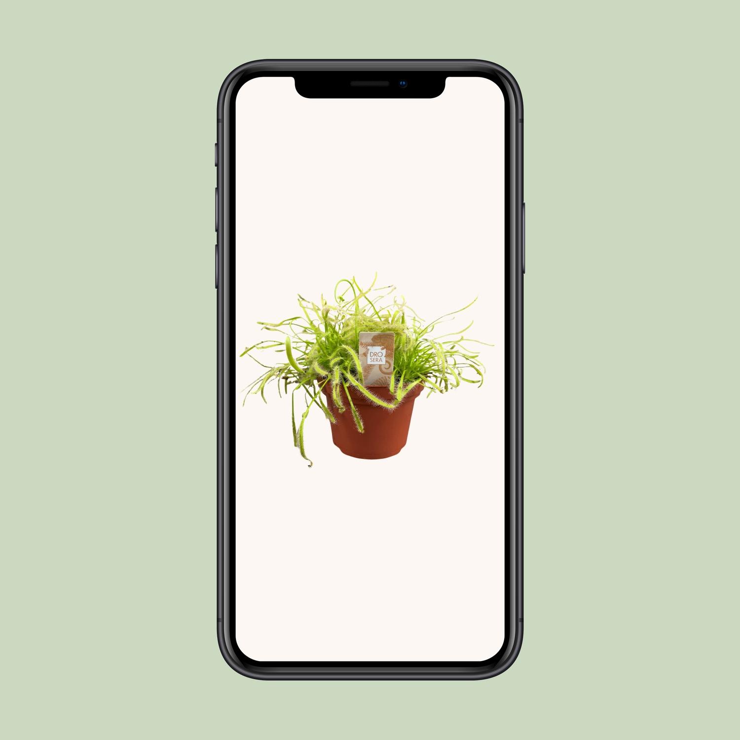 Drosera Capensis (16159)