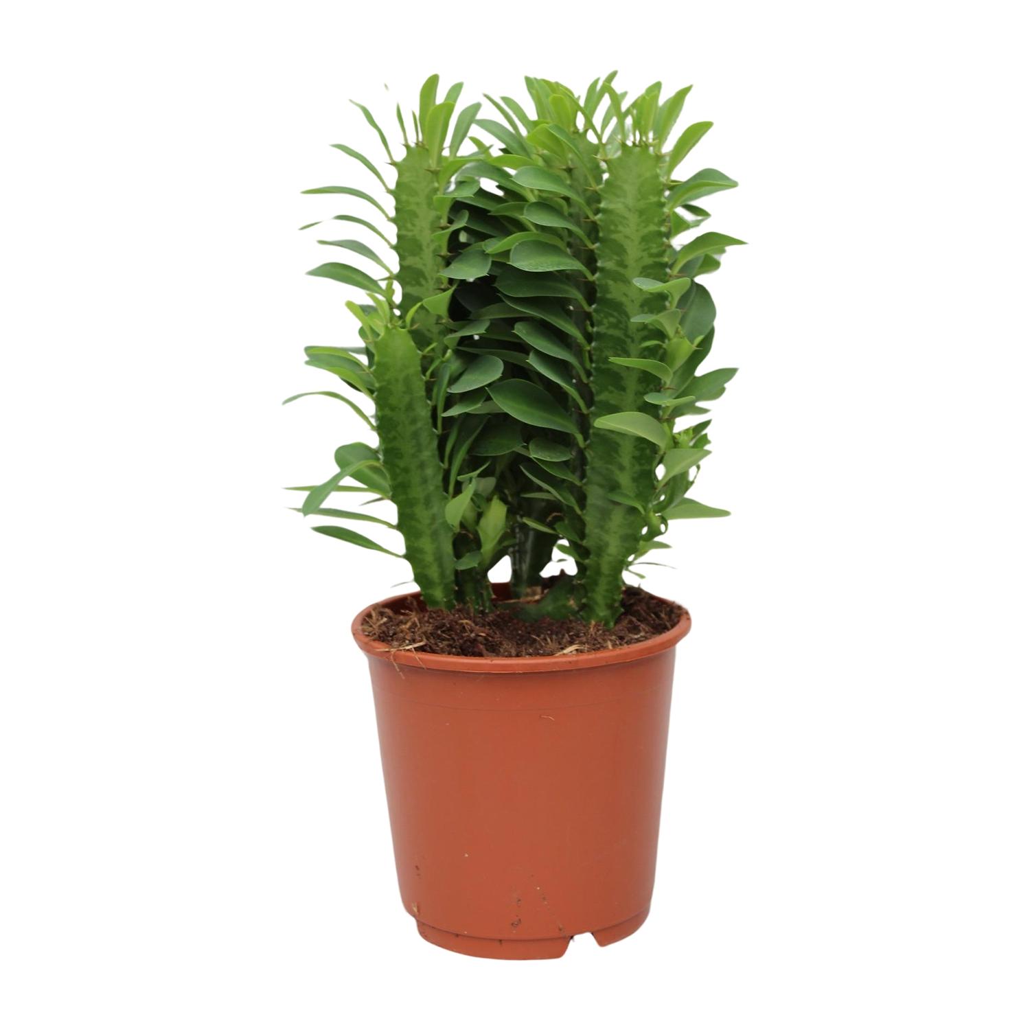 Euphorbia Trigona (28834)