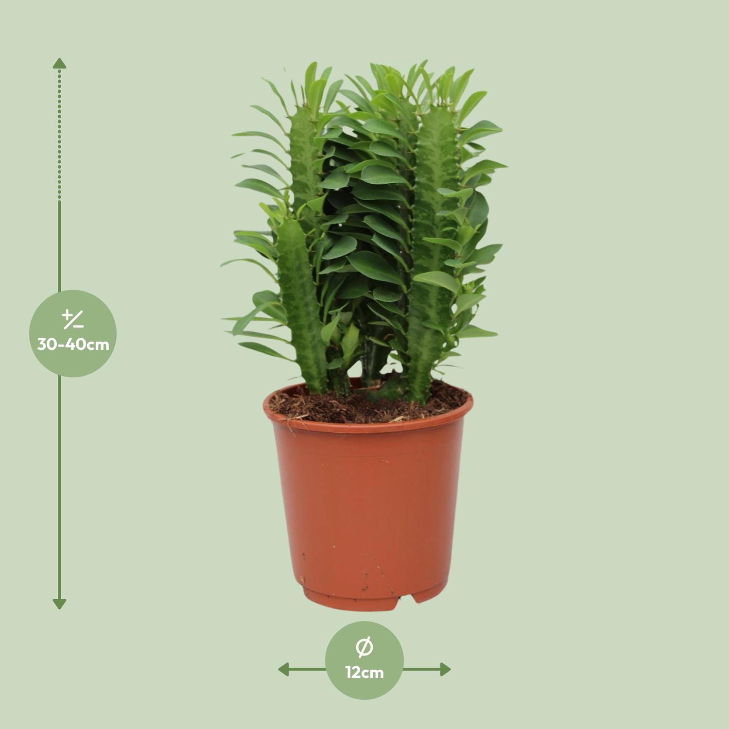 Euphorbia Trigona (28834)