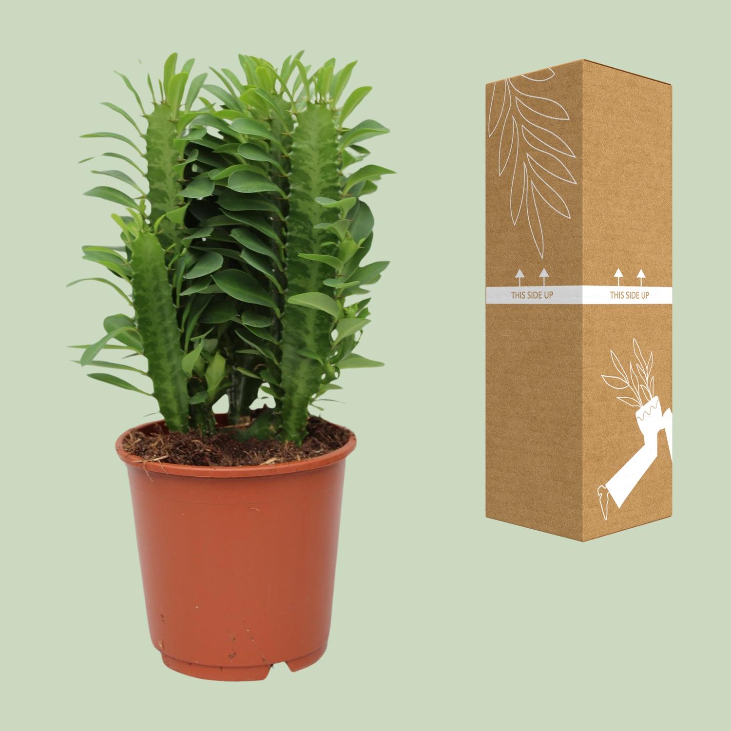 Euphorbia Trigona (28834)