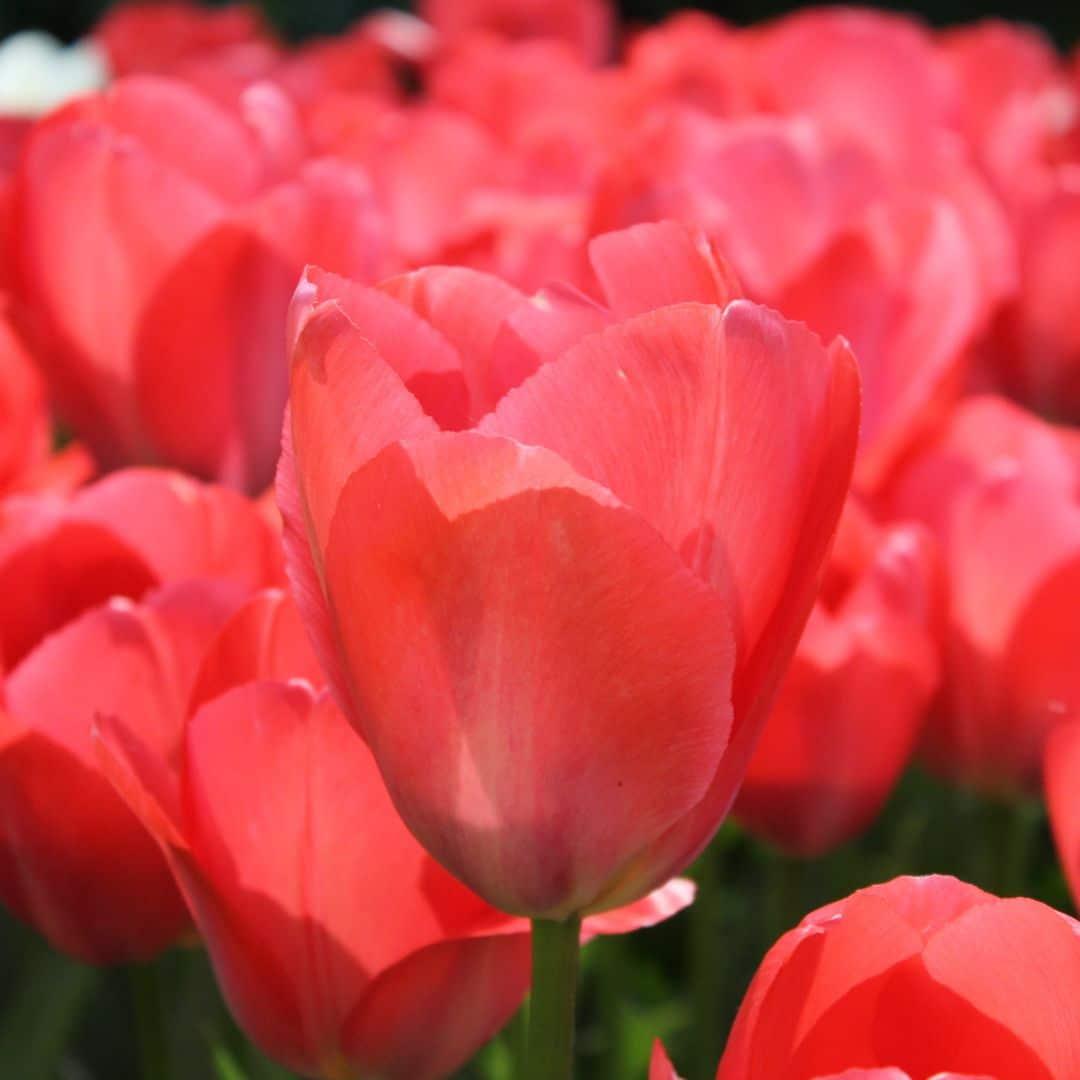 Flowerbulbs amsterdam Elly's Choice - 30 bloembollen - Maat 12+ (8720938490330)
