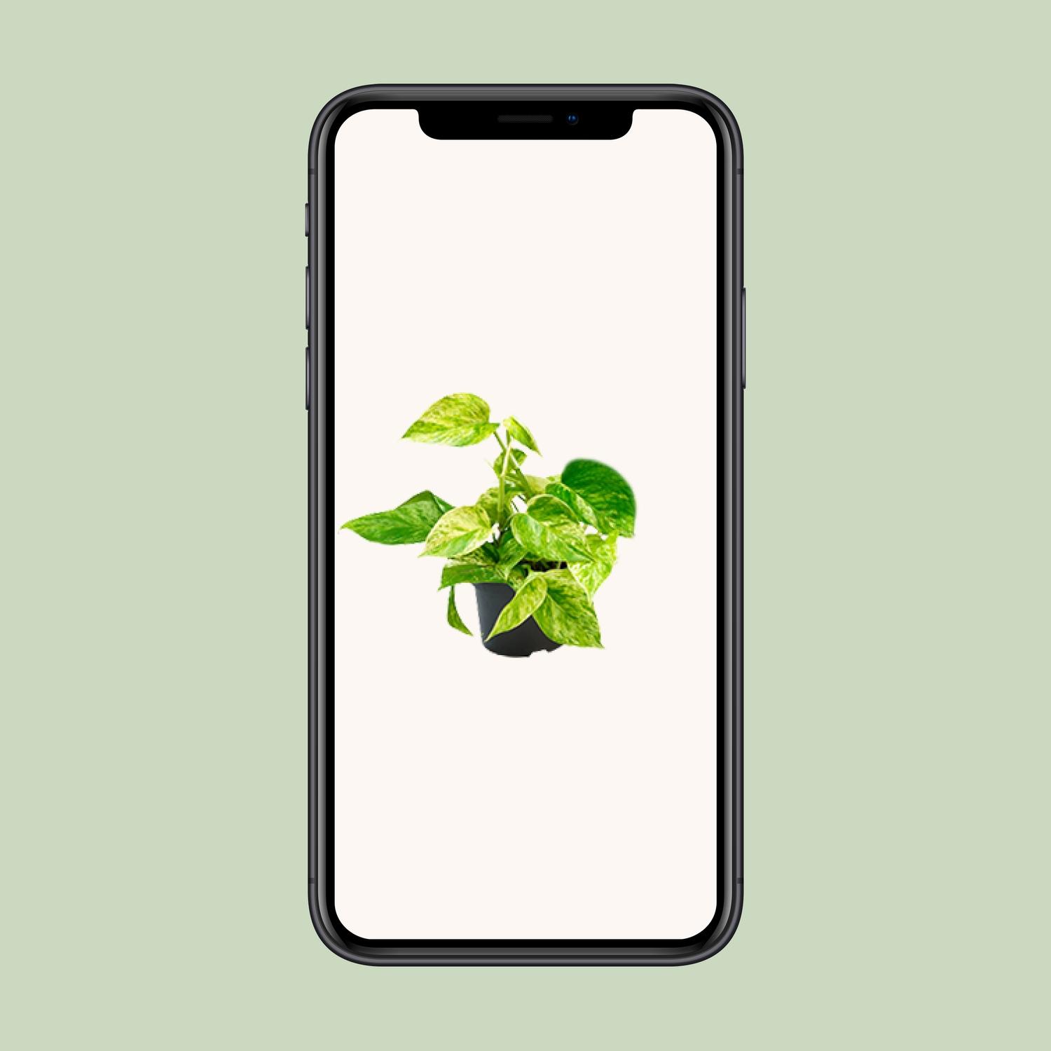 Epipremnum Marble Queen - Scindapsus - - Ø12 - ↨15cm (8720634284547)