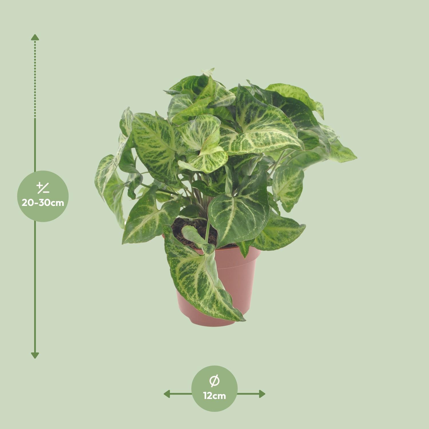Syngonium Arrow (11349)