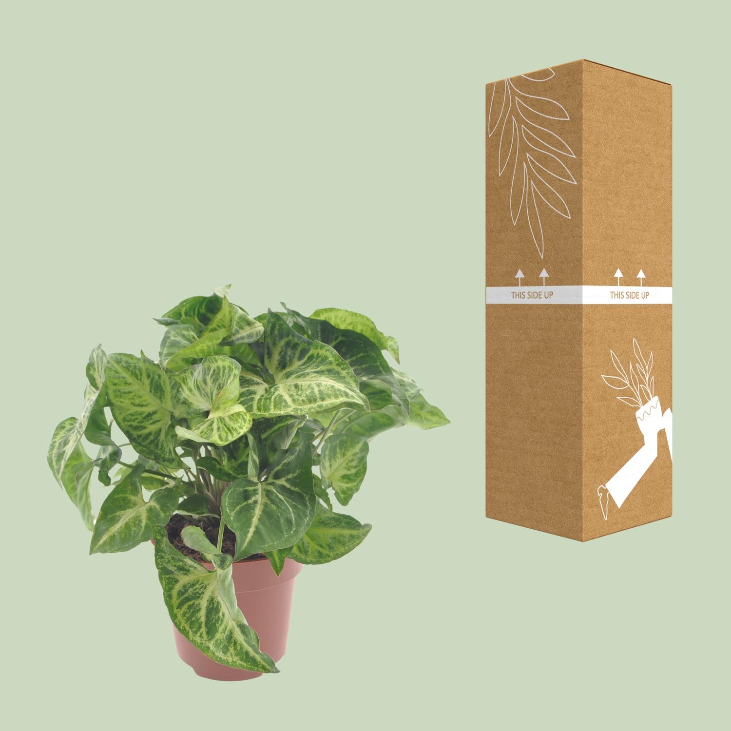 Syngonium Arrow (11349)