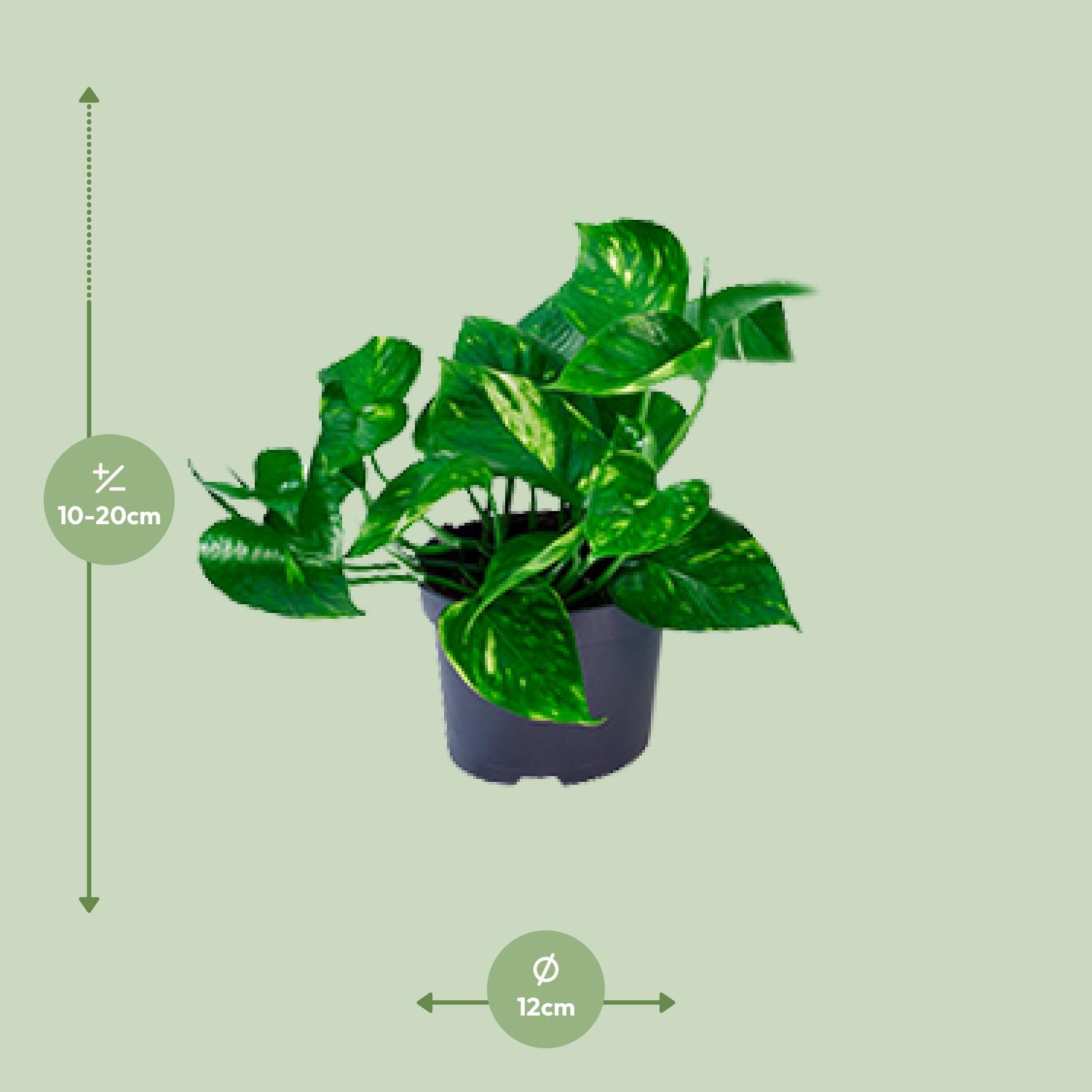 Epipremnum Aureum (8720634284431)