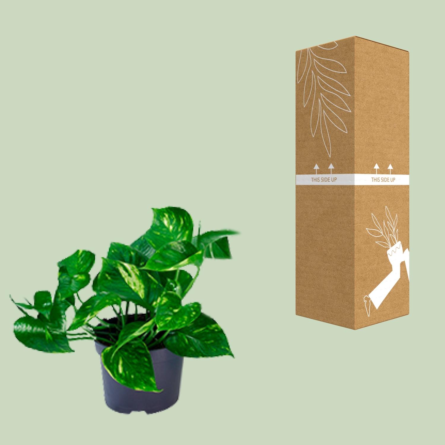Epipremnum Aureum (8720634284431)