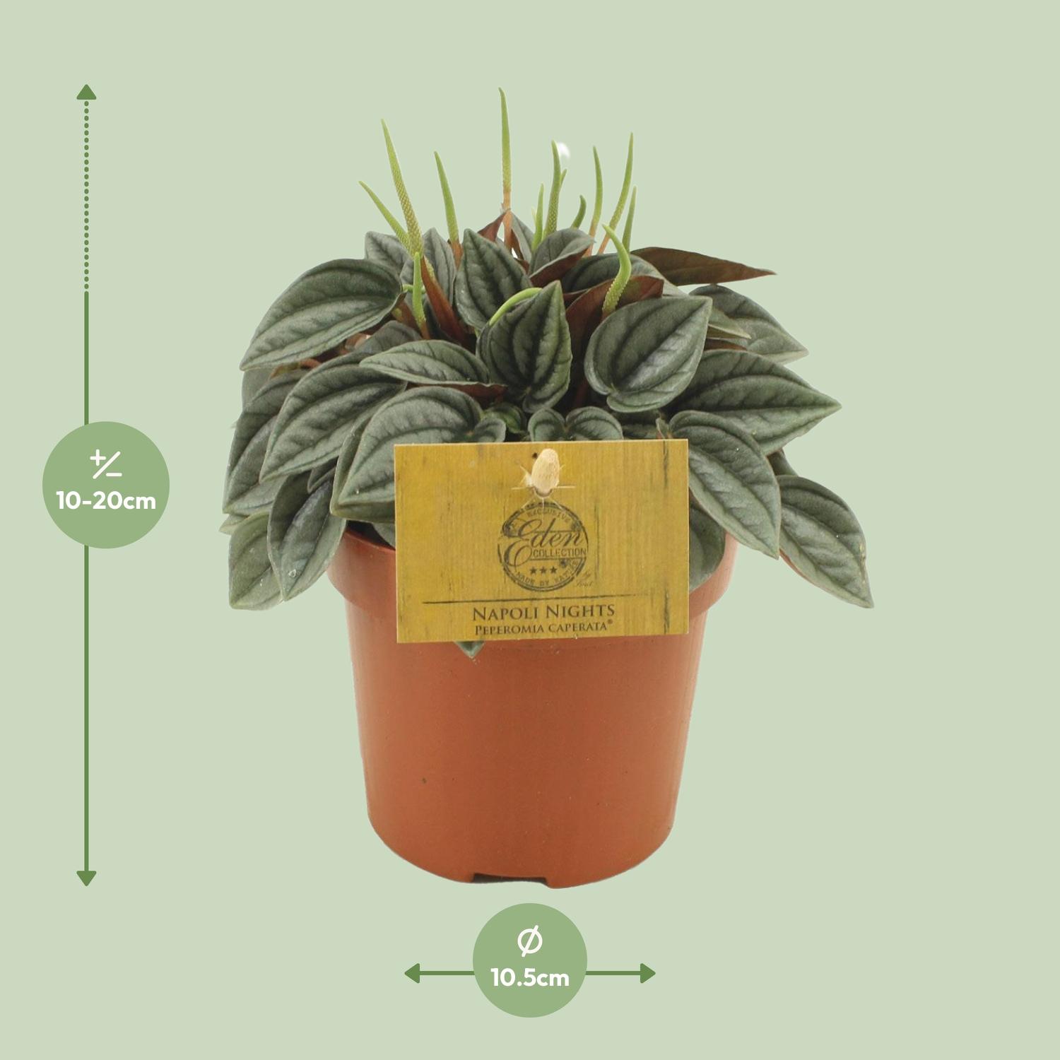 Peperomia Napoli Nights (30291)