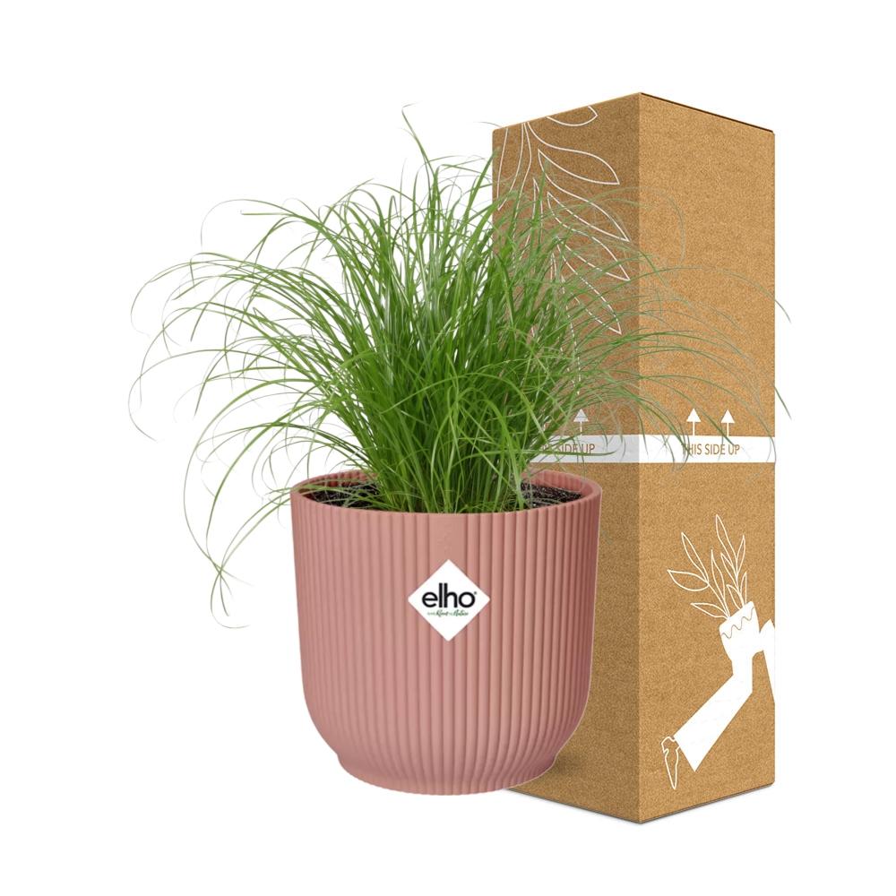 Cyperus Alternifolius Zumula in ELHO Vibes Fold 14cm roze (21712)