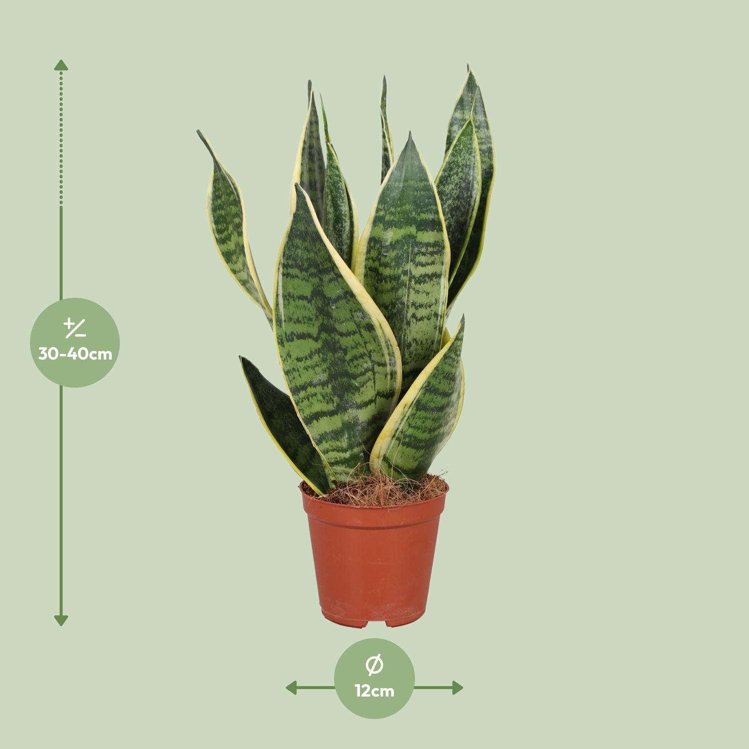 Sansevieria Trifasciata Futura Superba (9671)