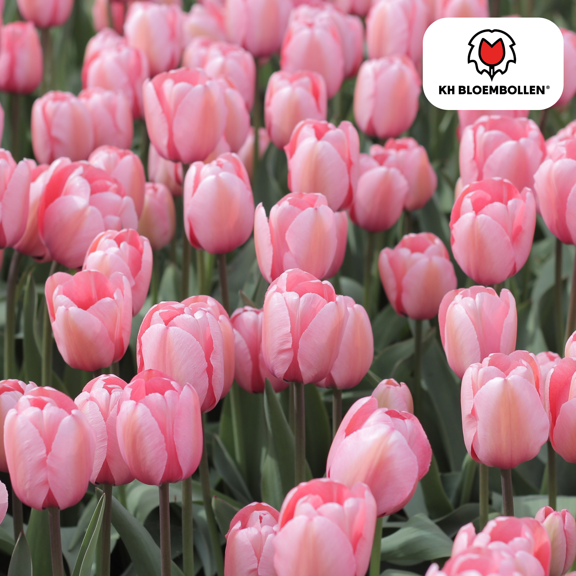Tulpenbollen Apricot Delight – 20 Stuks | KH Bloembollen® | Roze Apricot Tulp – Zacht & Fris – Cadeau voor Tuin of Pot – Maat 11/12 – Vers (51146)