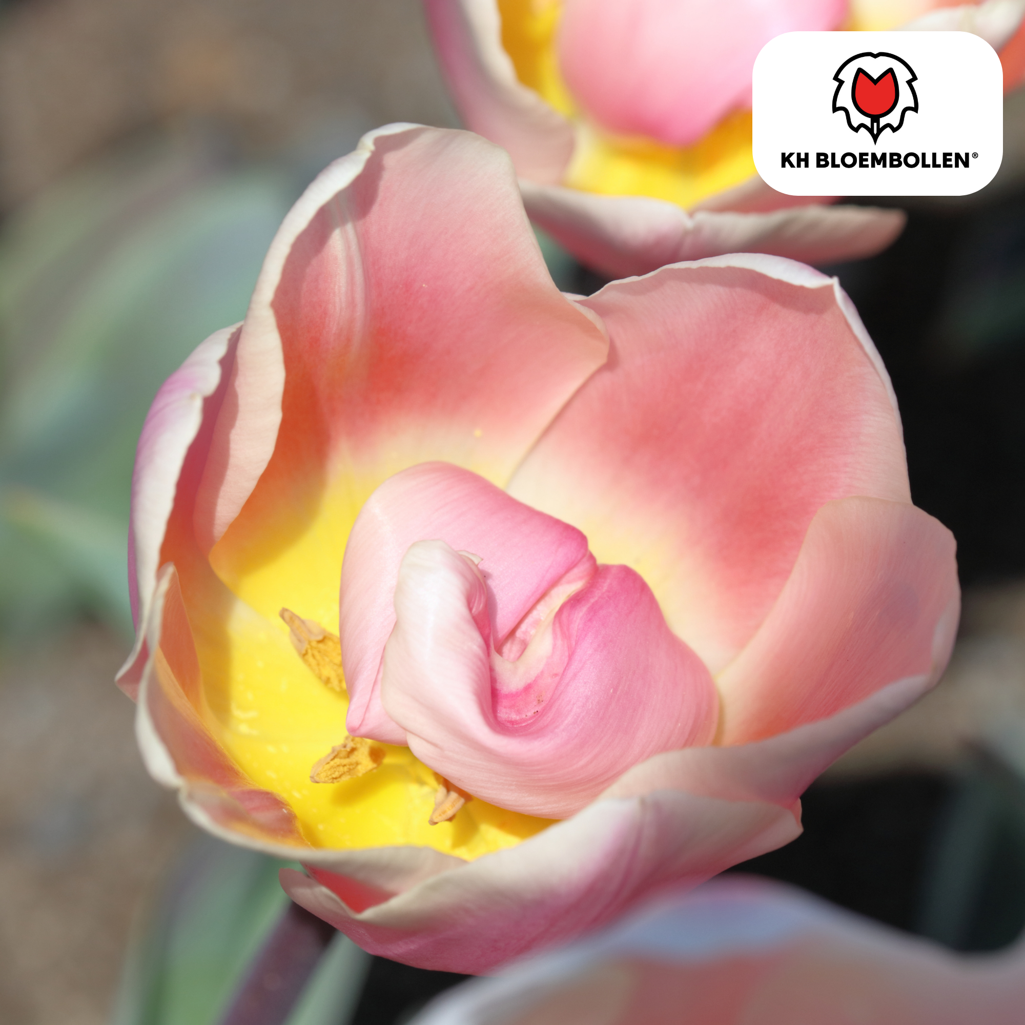 Tulpenbollen Apricot Delight – 20 Stuks | KH Bloembollen® | Roze Apricot Tulp – Zacht & Fris – Cadeau voor Tuin of Pot – Maat 11/12 – Vers (51146)