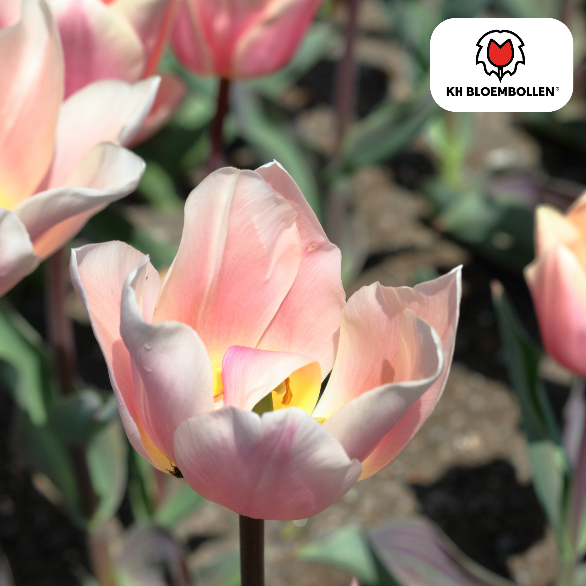 Tulpenbollen Apricot Delight – 20 Stuks | KH Bloembollen® | Roze Apricot Tulp – Zacht & Fris – Cadeau voor Tuin of Pot – Maat 11/12 – Vers (51146)