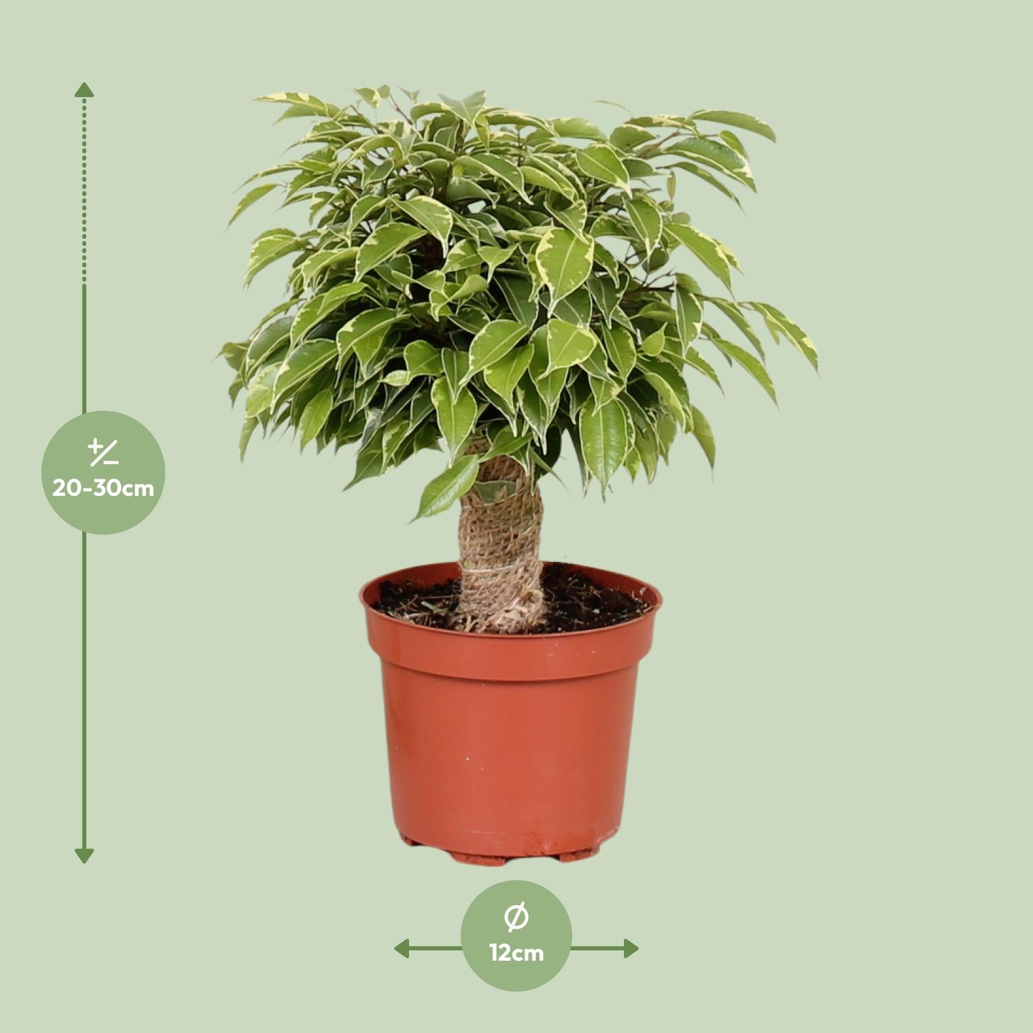 Ficus Benjamina Kinky (18125)
