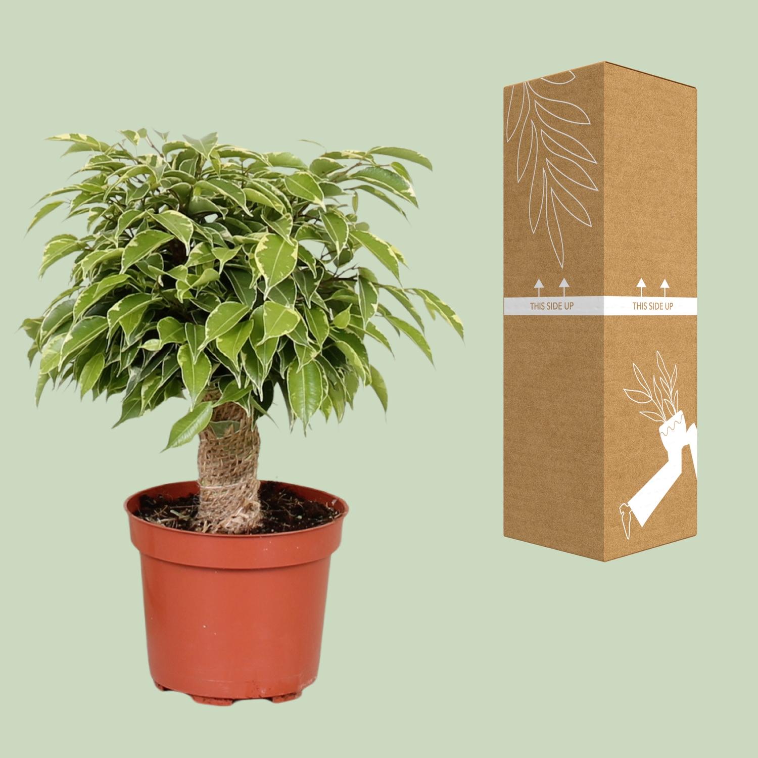Ficus Benjamina Kinky (18125)