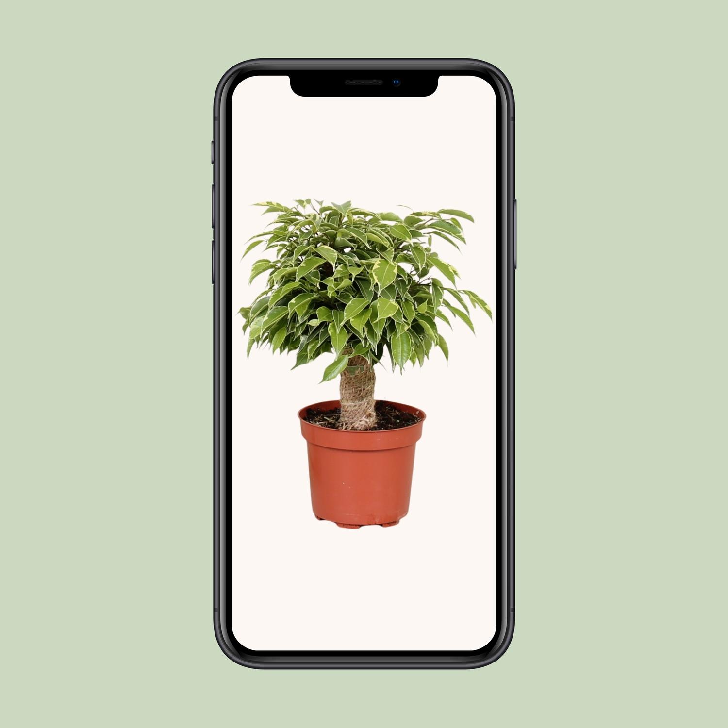 Ficus Benjamina Kinky (18125)