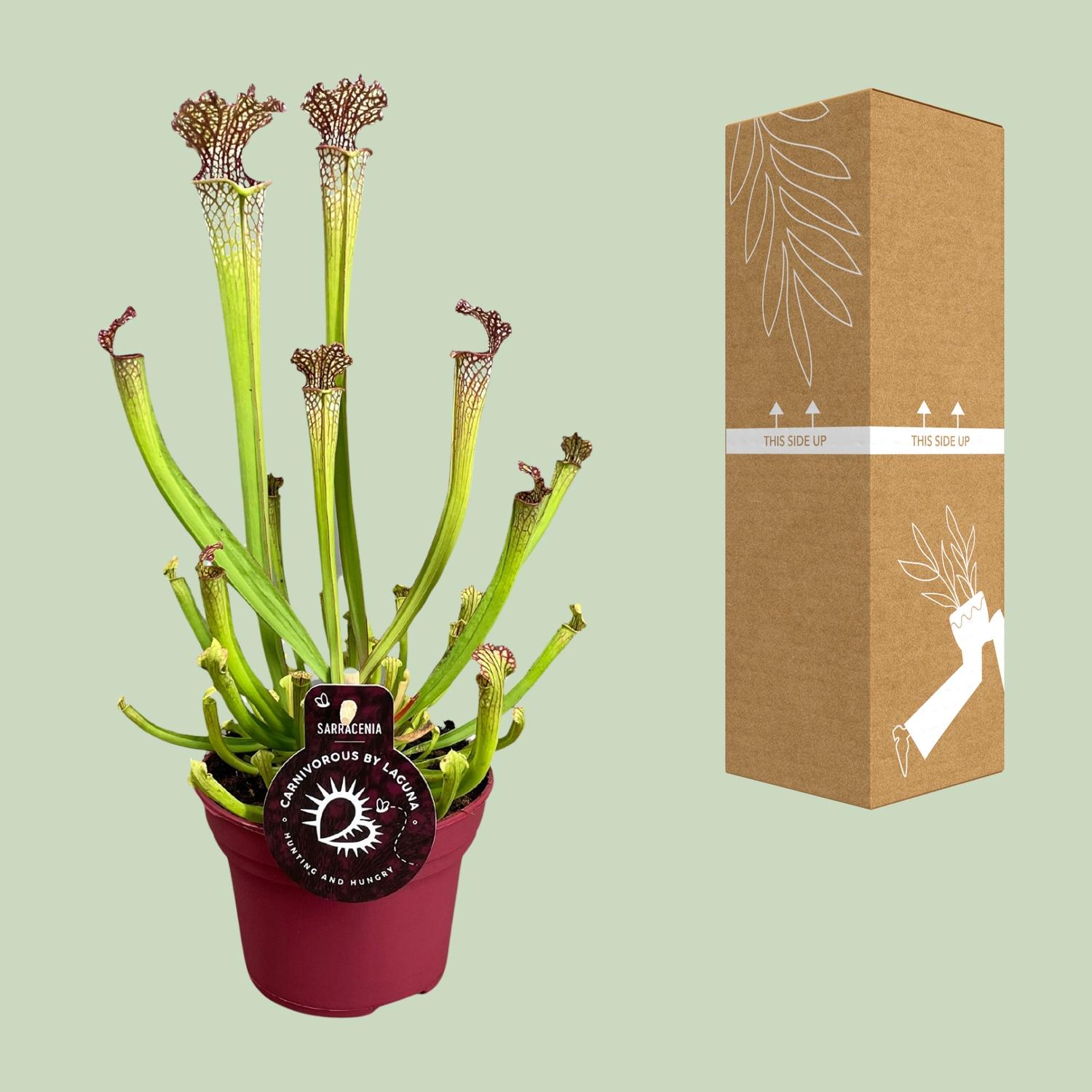 Sarracenia Farnhamii (13898)