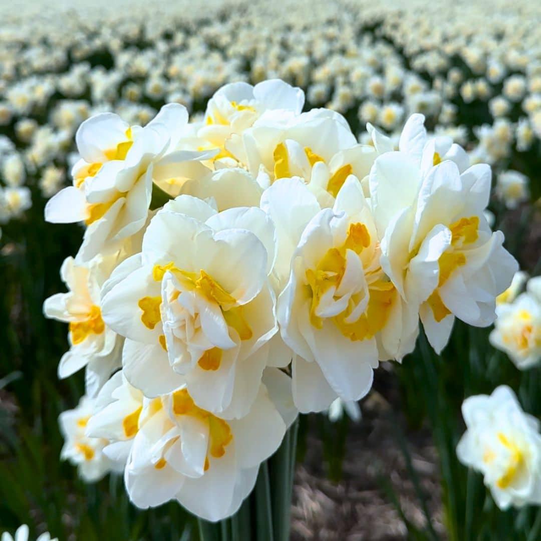 Flowerbulbs amsterdam Jacques Darlings - 25 bloembollen - Maat 12+ (8720938490354)