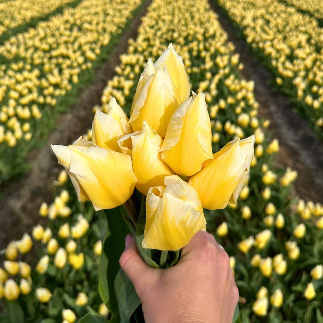 Flowerbulbs amsterdam Jacques Darlings - 25 bloembollen - Maat 12+ (8720938490354)