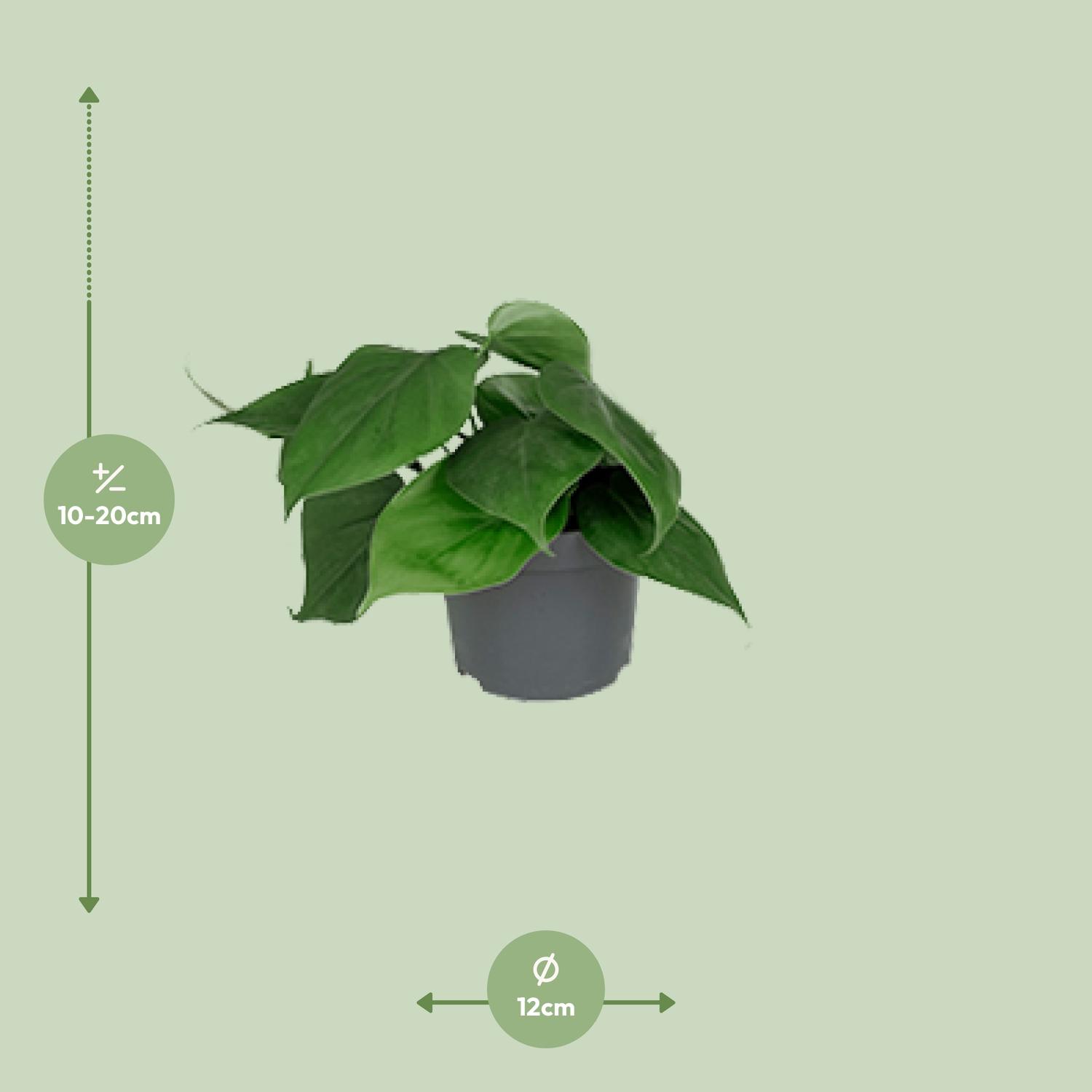 Philodendron Scandens (8720634284950)
