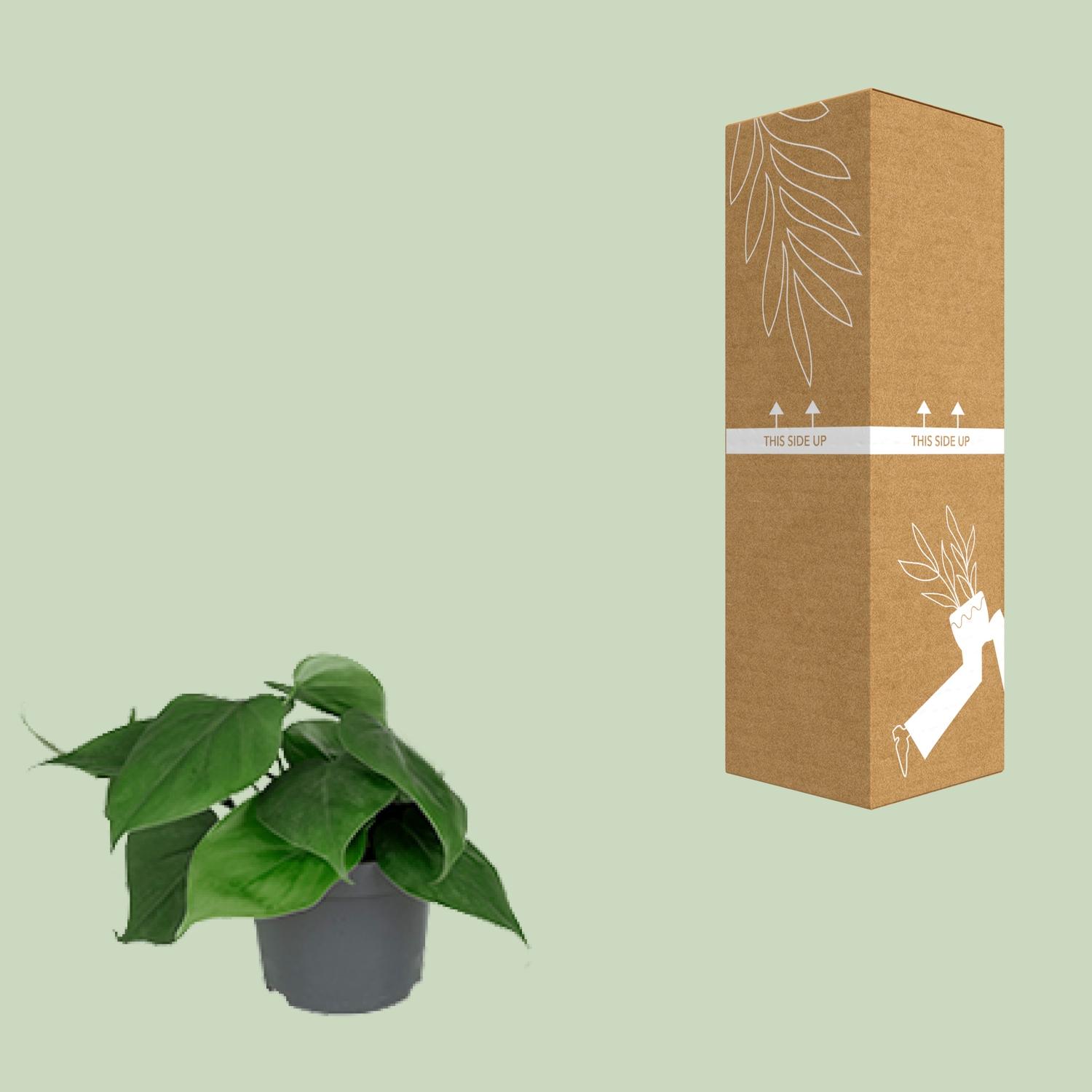 Philodendron Scandens (8720634284950)