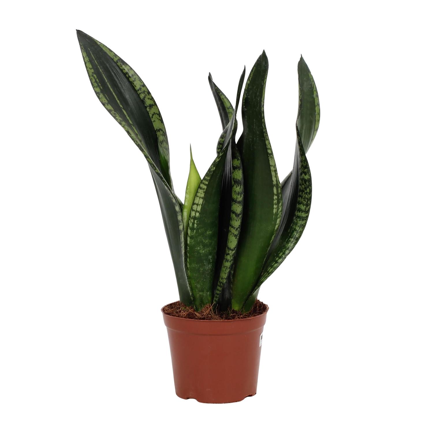 Sansevieria Whitney 12cm (28792)