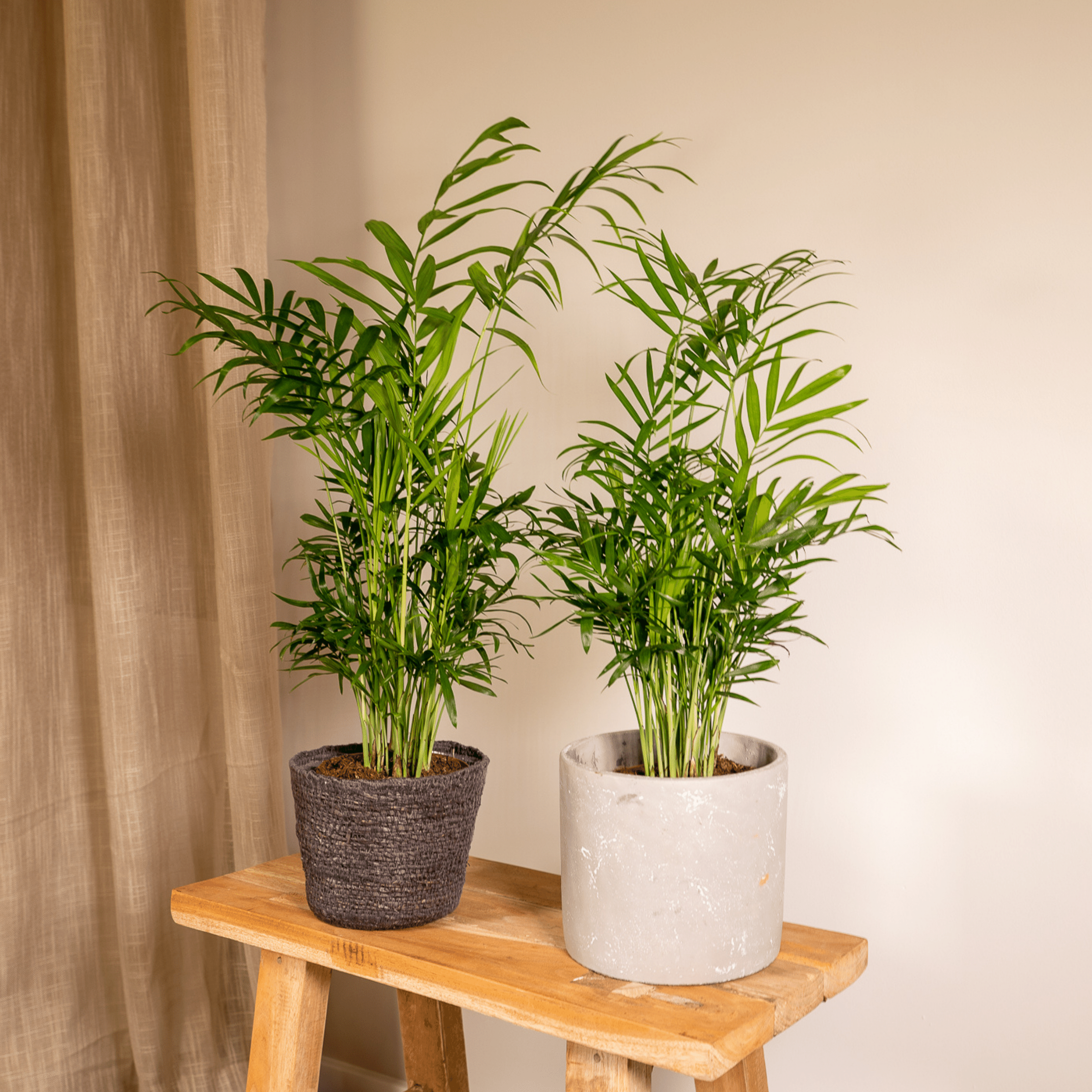 Chamaedorea Elegans (Mexicaanse Bergpalm) - 2 stuks (10233)