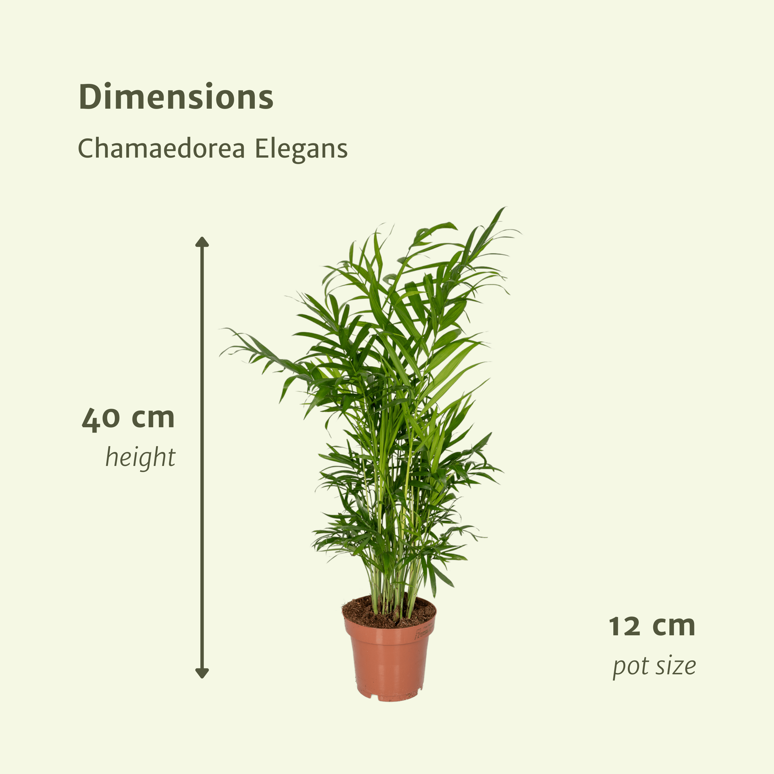 Chamaedorea Elegans (Mexicaanse Bergpalm) - 2 stuks (10233)