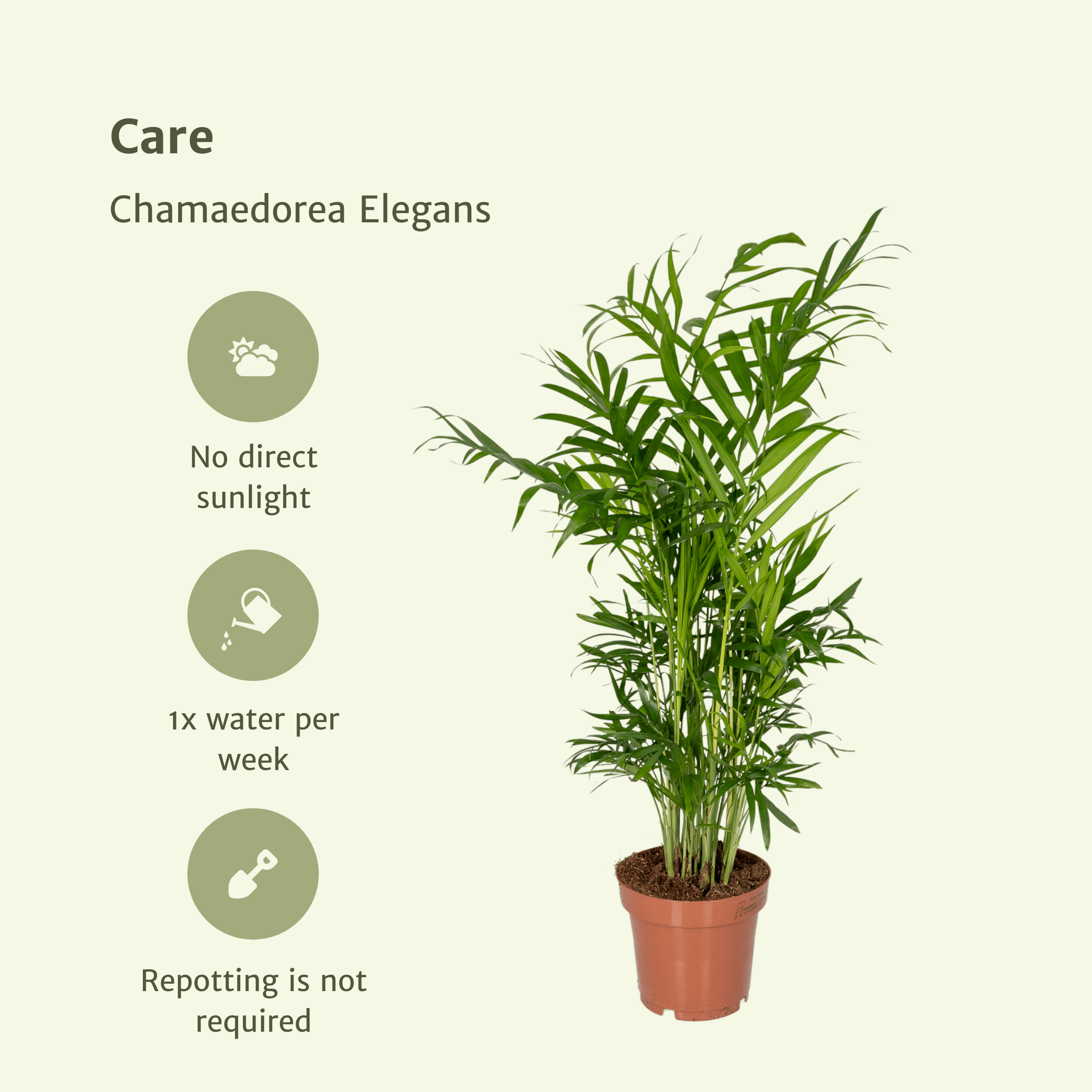 Chamaedorea Elegans (Mexicaanse Bergpalm) - 2 stuks (10233)