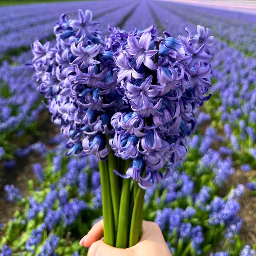 Flowerbulbs amsterdam Delft Blue- 10 bloembollen - Maat 14/15 (8720938490101)