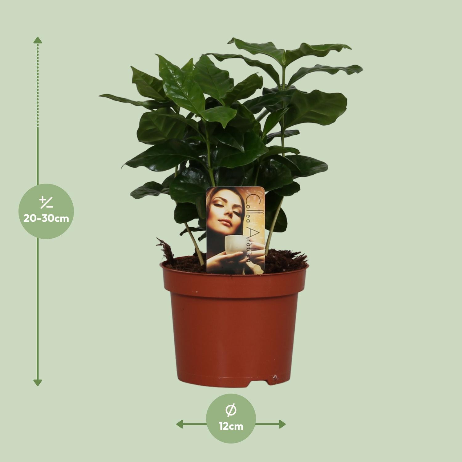 Coffea Arabica (8720634285414)