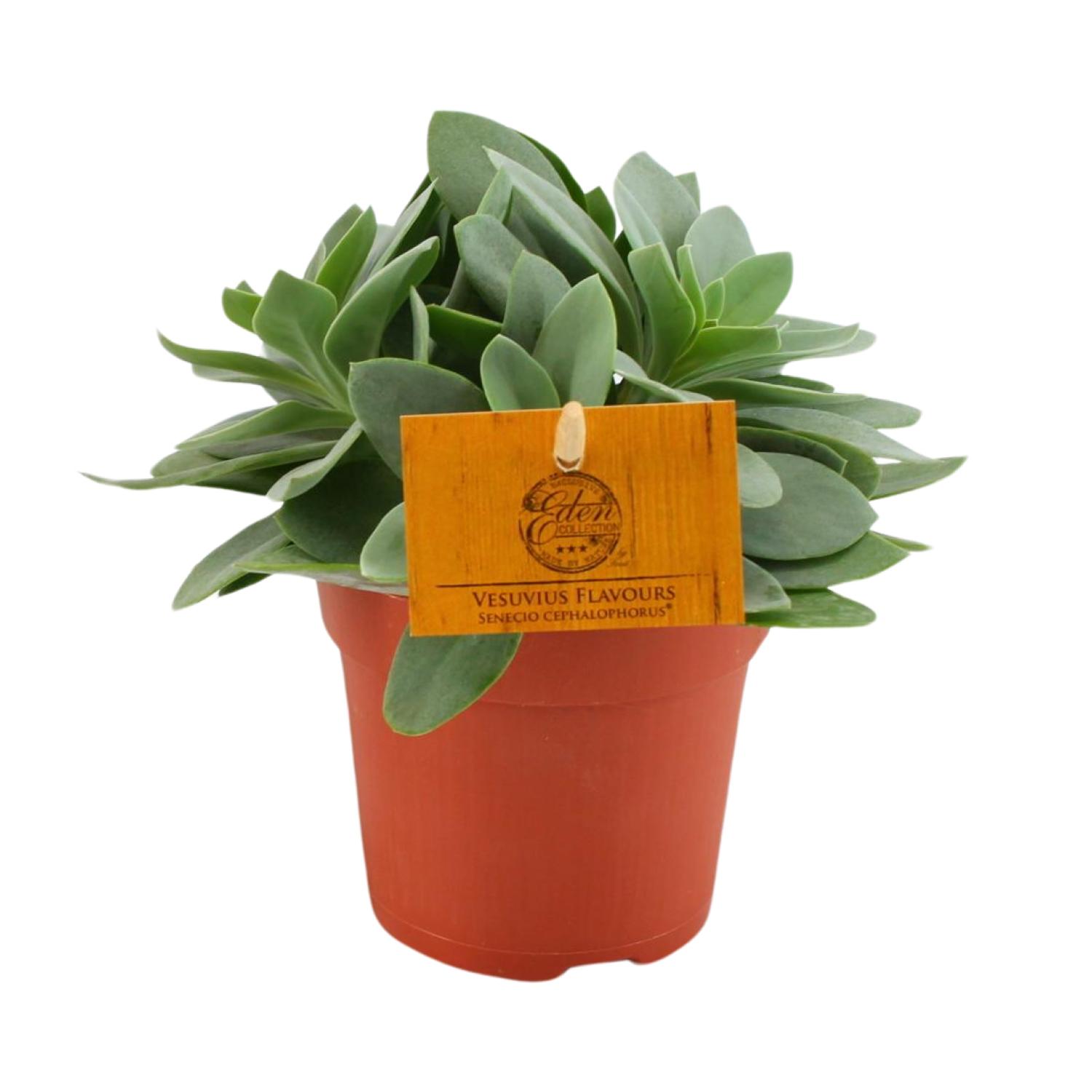 Senecio Cephalophorus (30295)