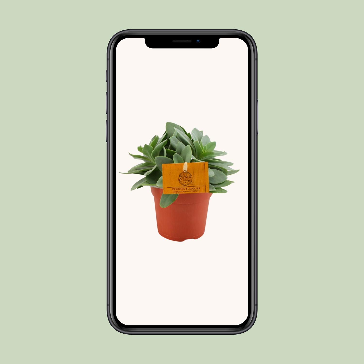 Senecio Cephalophorus (30295)