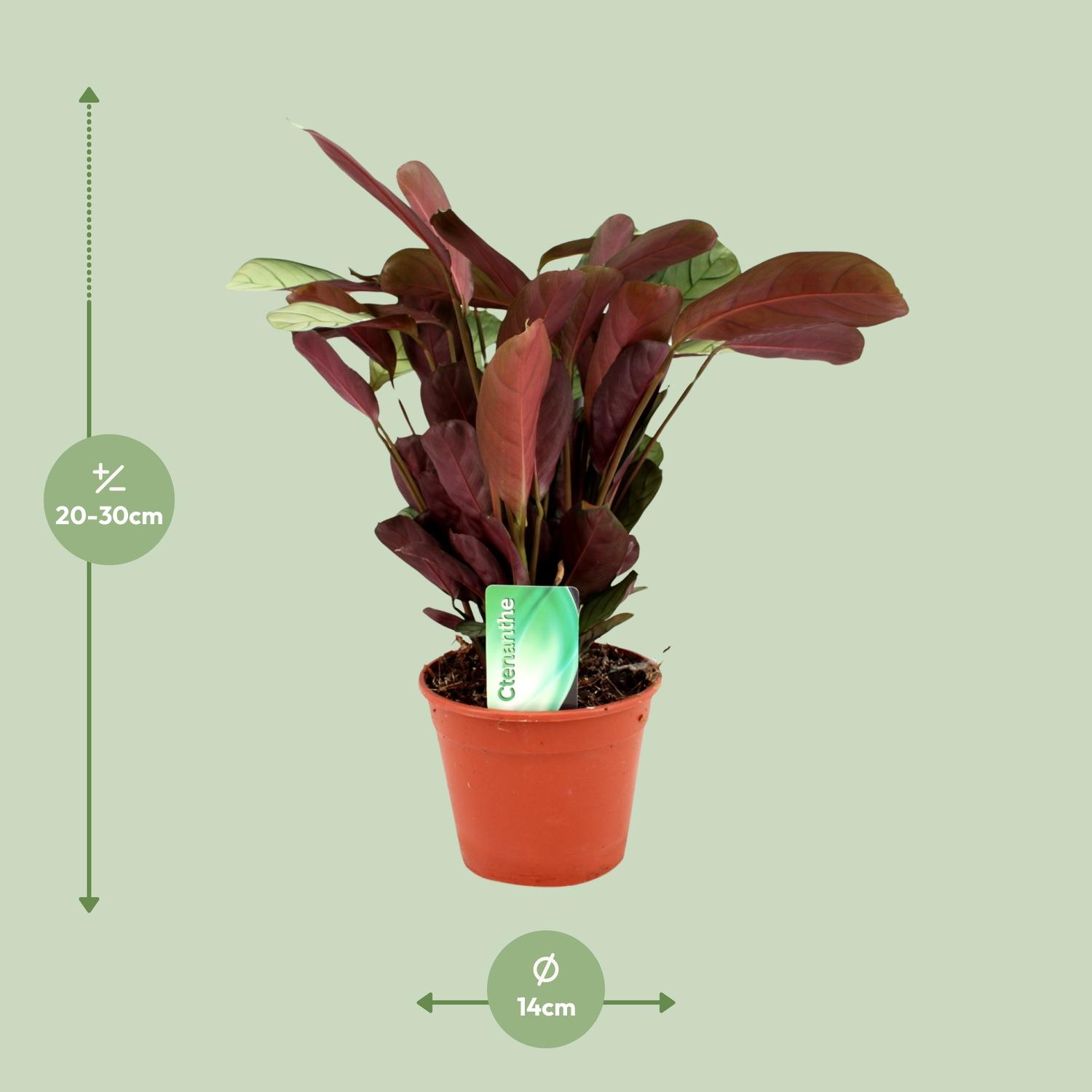 Ctenanthe Amagris (8720634287784)