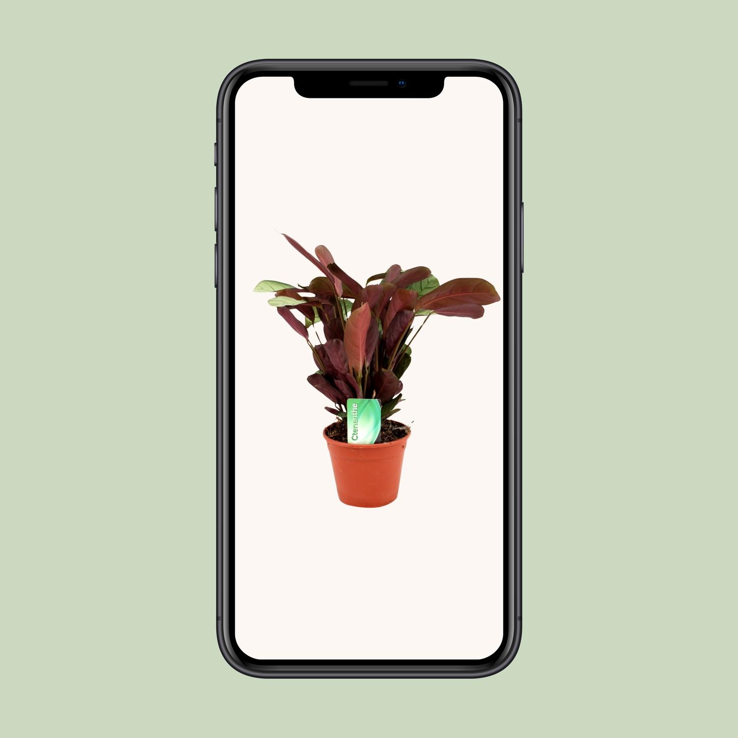 Ctenanthe Amagris (8720634287784)