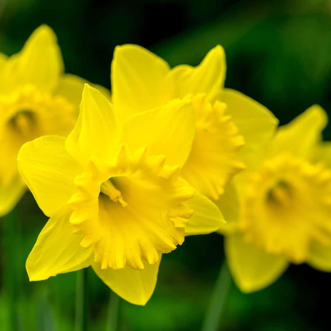 Flowerbulbs amsterdam Wild Beauty's - 20 bloembollen - Maat 12/14 (8720938490286)