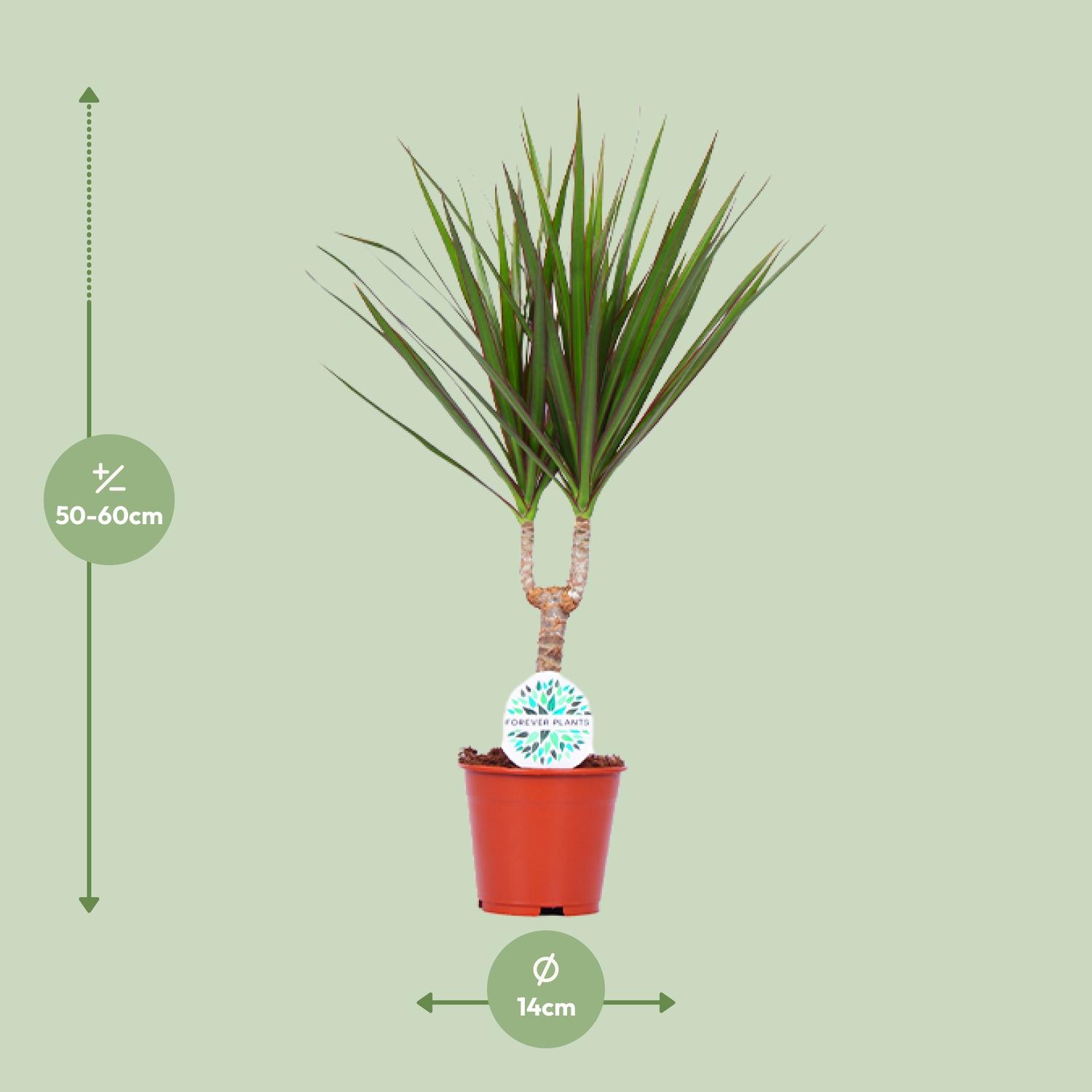 Dracaena Marginata (15963)