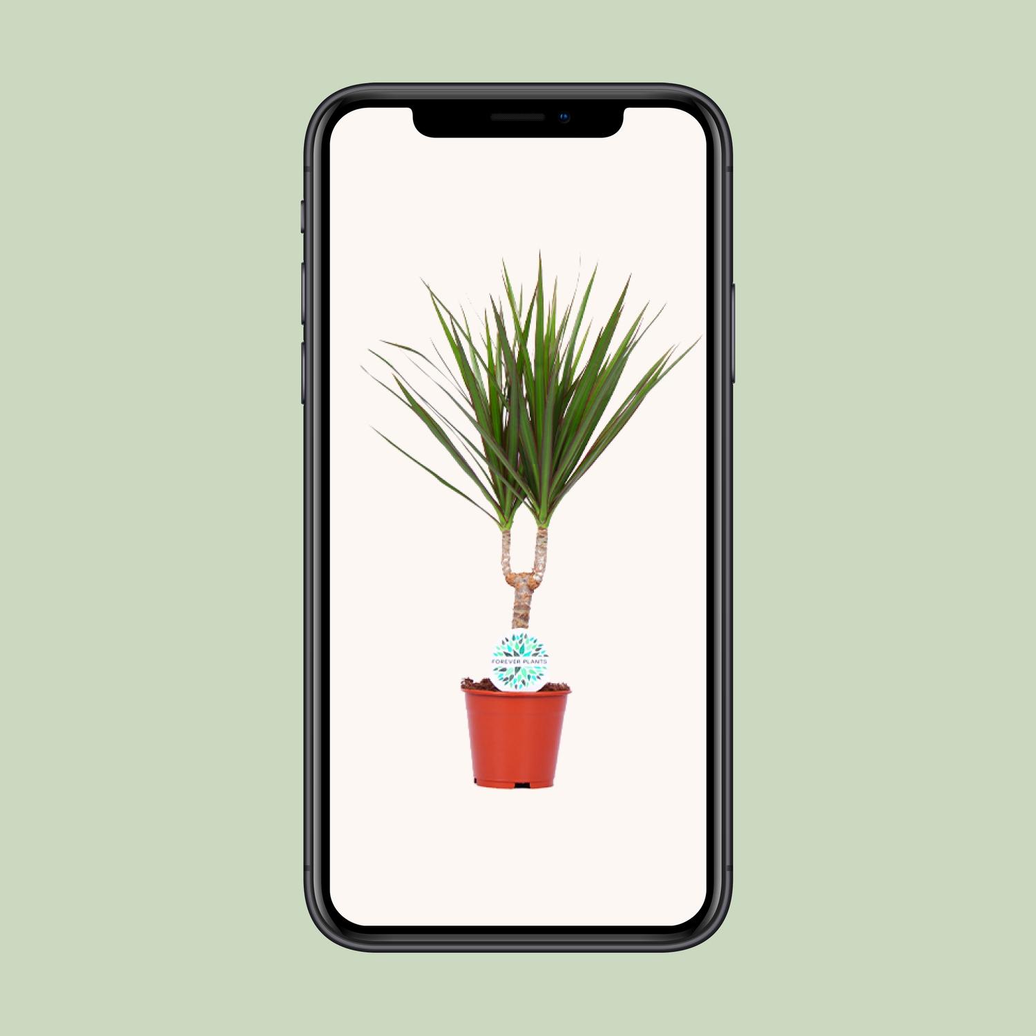 Dracaena Marginata (15963)