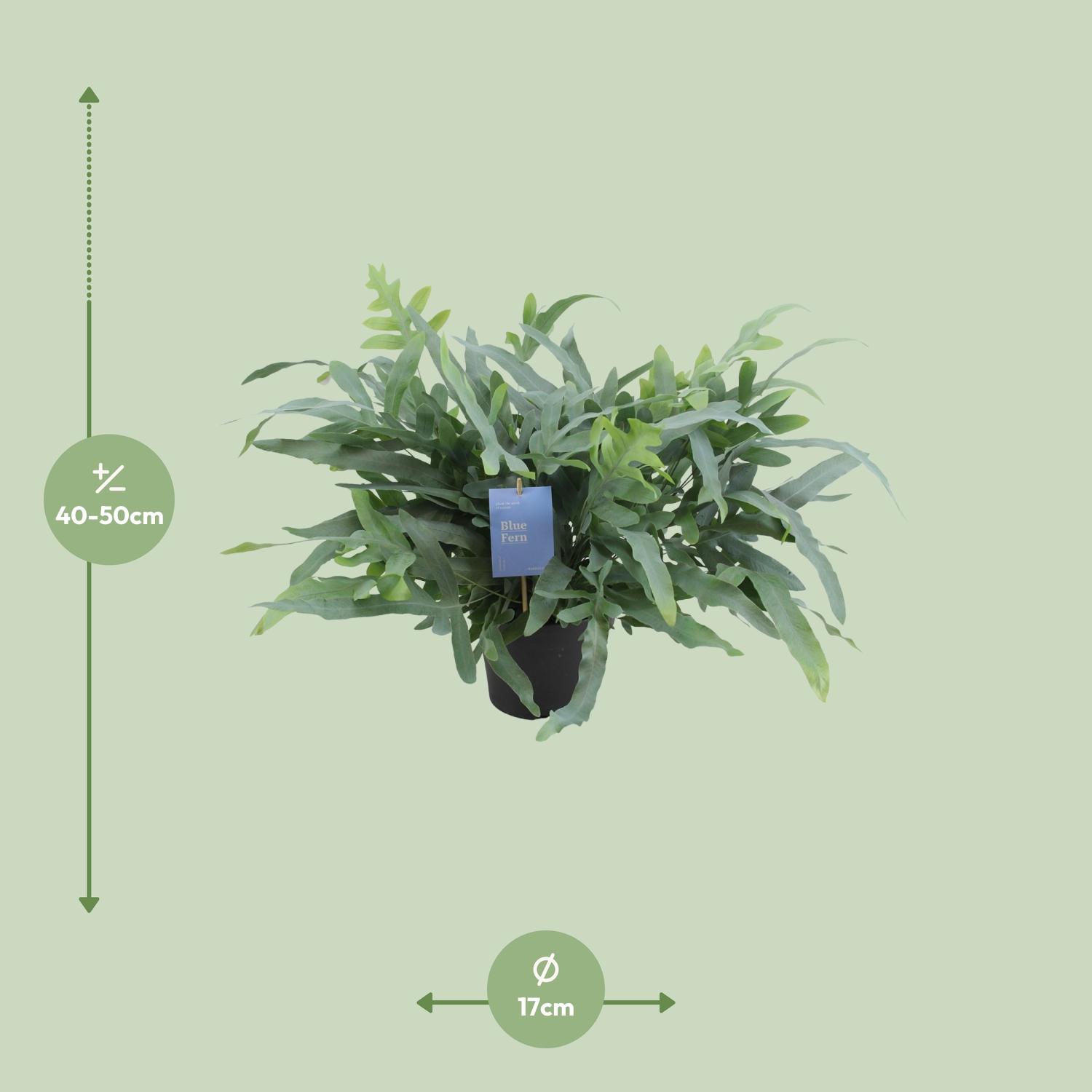 Phlebodium Aureum Blue Star (12700)