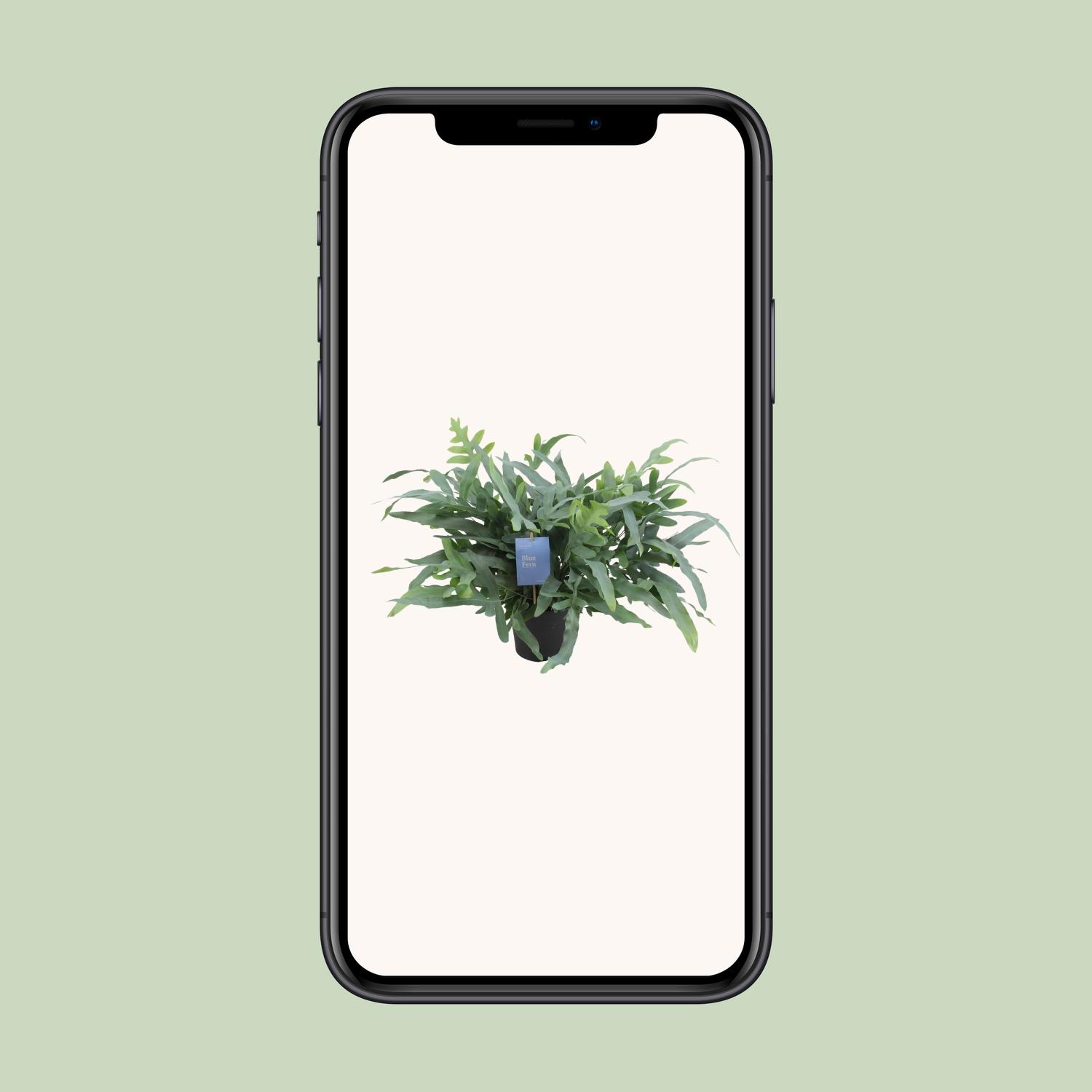 Phlebodium Aureum Blue Star (12700)