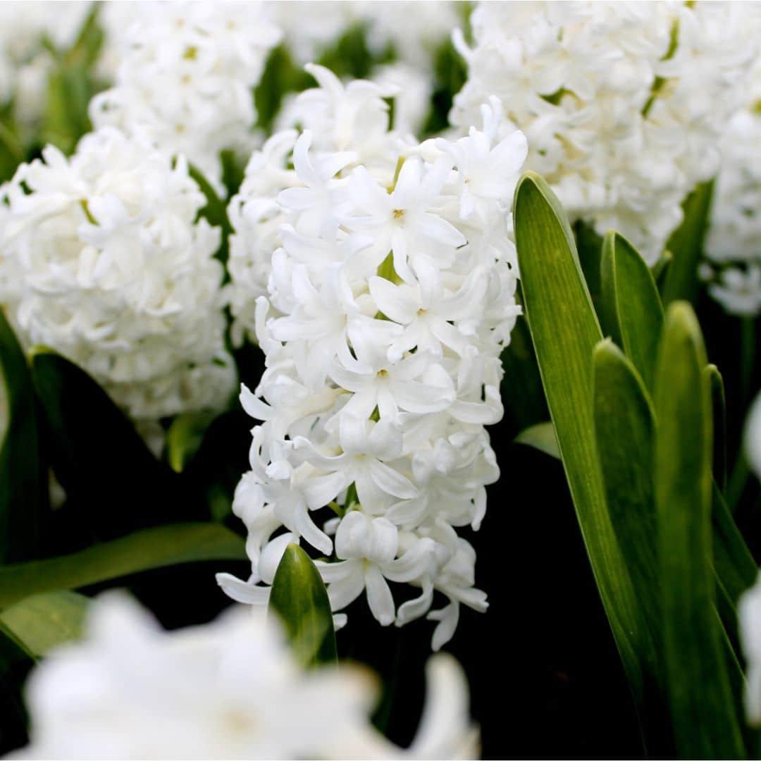 Flowerbulbs amsterdam Early Spring - 30 bloembollen (8720938490293)