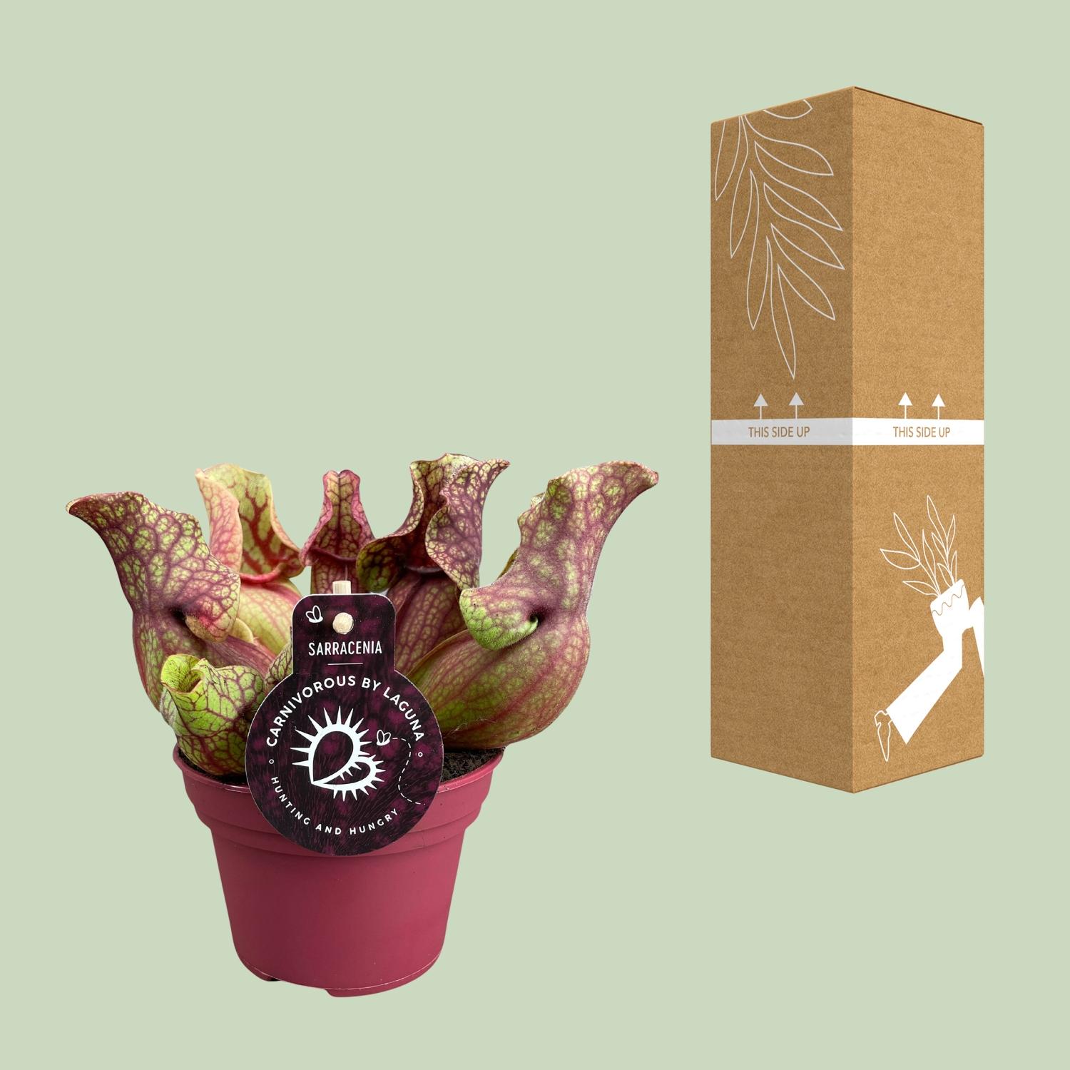 Sarracenia Venosa (13936)