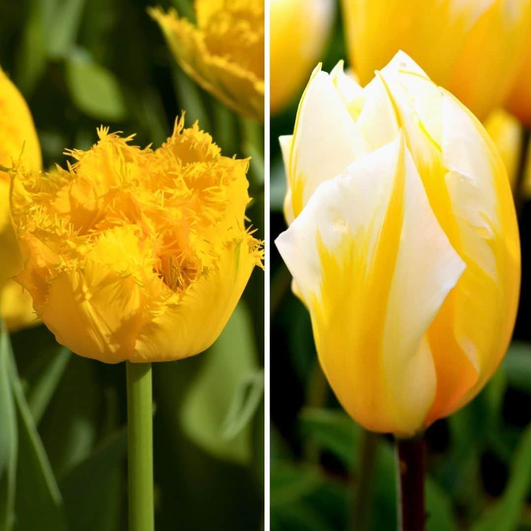 Flowerbulbs amsterdam Yellow Splash - 30 bloembollen - Maat 12+ (8720938490361)