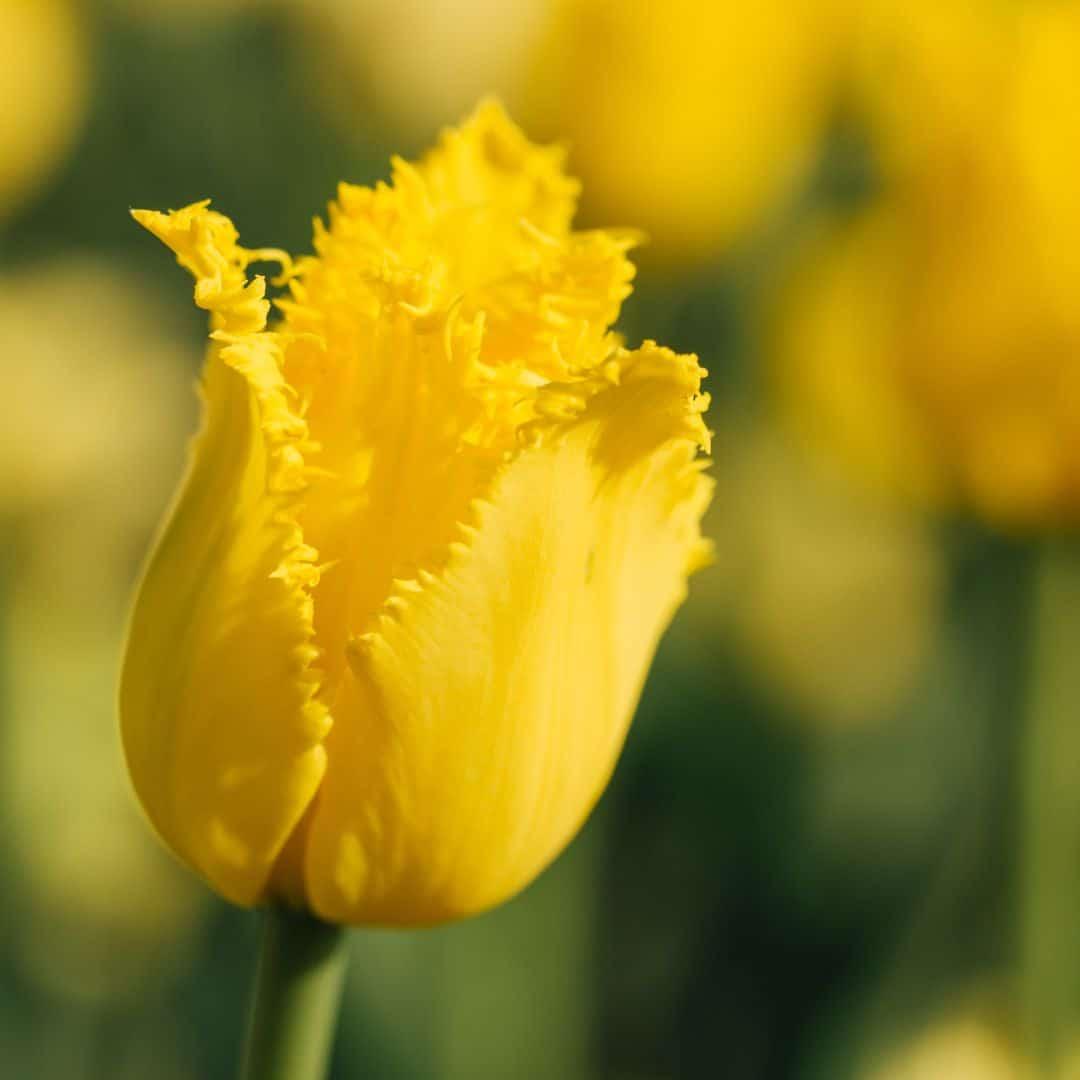 Flowerbulbs amsterdam Yellow Splash - 30 bloembollen - Maat 12+ (8720938490361)