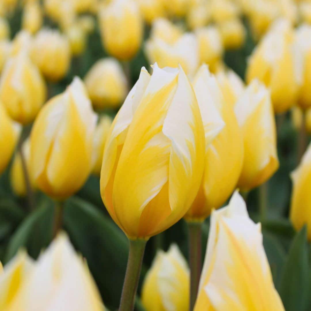 Flowerbulbs amsterdam Yellow Splash - 30 bloembollen - Maat 12+ (8720938490361)